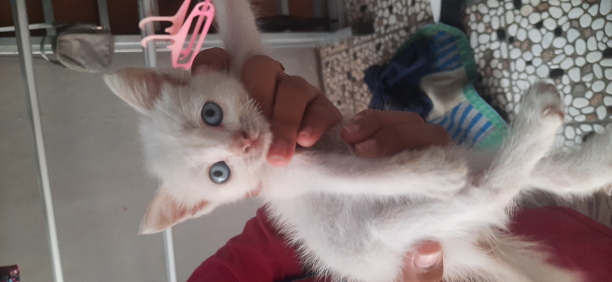 A white kitten with bright blue eyes is held by a person in what appears to be an outdoor or semi-outdoor setting, possibly a balcony or patio. The kitten is the primary subject, filling most of the frame. Its fur is fluffy and white, with subtle hints of pink around its ears. The person's hands are visible supporting the kitten, with a red sleeve on the left arm. In the background, there is a tiled floor with a pattern of light-colored pebbles. A dark blue and white striped cloth is partially visible on the floor. To the right, there are some pink hangers and metal bars, suggesting the presence of a drying rack or similar structure. The lighting appears to be natural daylight. The location is identified as Cisauk, Indonesia.