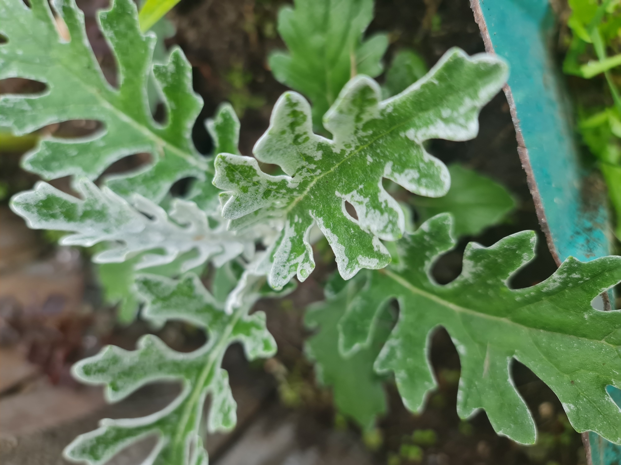 A close-up, high-angle shot shows the upper portion of a small, leafy green plant. The leaves are deeply lobed with serrated edges and are dusted with a powdery white substance, particularly along the veins and edges. The plant is set against a blurred background of dark soil and some greenery, with a portion of a teal-colored rim of a container visible at the bottom of the frame. The lighting is diffused, creating soft shadows. The image is likely a photograph taken in a garden or outdoor setting. There is no indication of the city of Angarsk, Russia, or any people or actions within the scene.