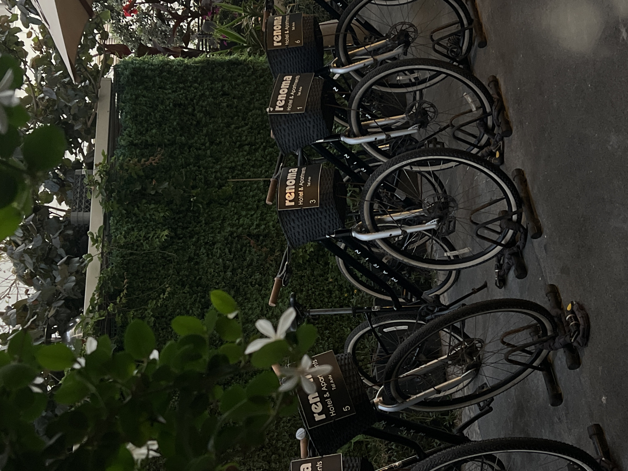 The image depicts a row of parked bicycles outside, with a lush green wall as the backdrop. The bicycles are equipped with black baskets, each displaying a sign that reads "renoma Hotel & Apartments Tel Aviv" followed by a number: 1, 3, 5, and 6. Some of the bikes have their locks attached. In the foreground, a white flower is visible, possibly a jasmine, with green leaves partially obscuring it. The scene suggests an outdoor area, possibly a courtyard or sidewalk, in Tel Aviv, Israel. The lighting appears to be natural, indicating it could be daytime.