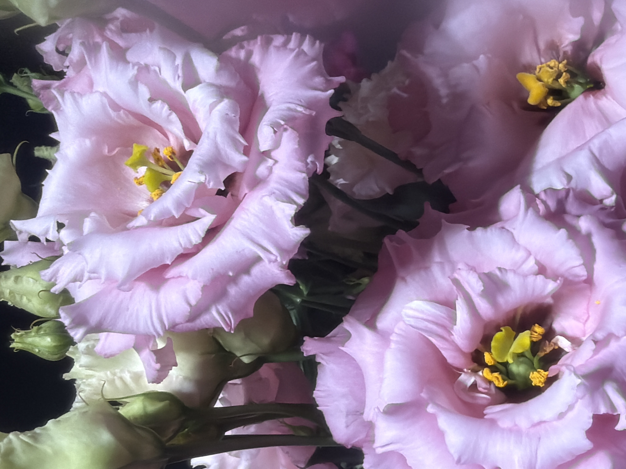 The image is a close-up, overhead shot of a bouquet of pale pink lisianthus flowers against a dark background. The flowers have ruffled petals and bright yellow centers. The lighting is soft, creating a dreamy effect. There is no indication of any specific location in the city of Kaliningrad, Russia.