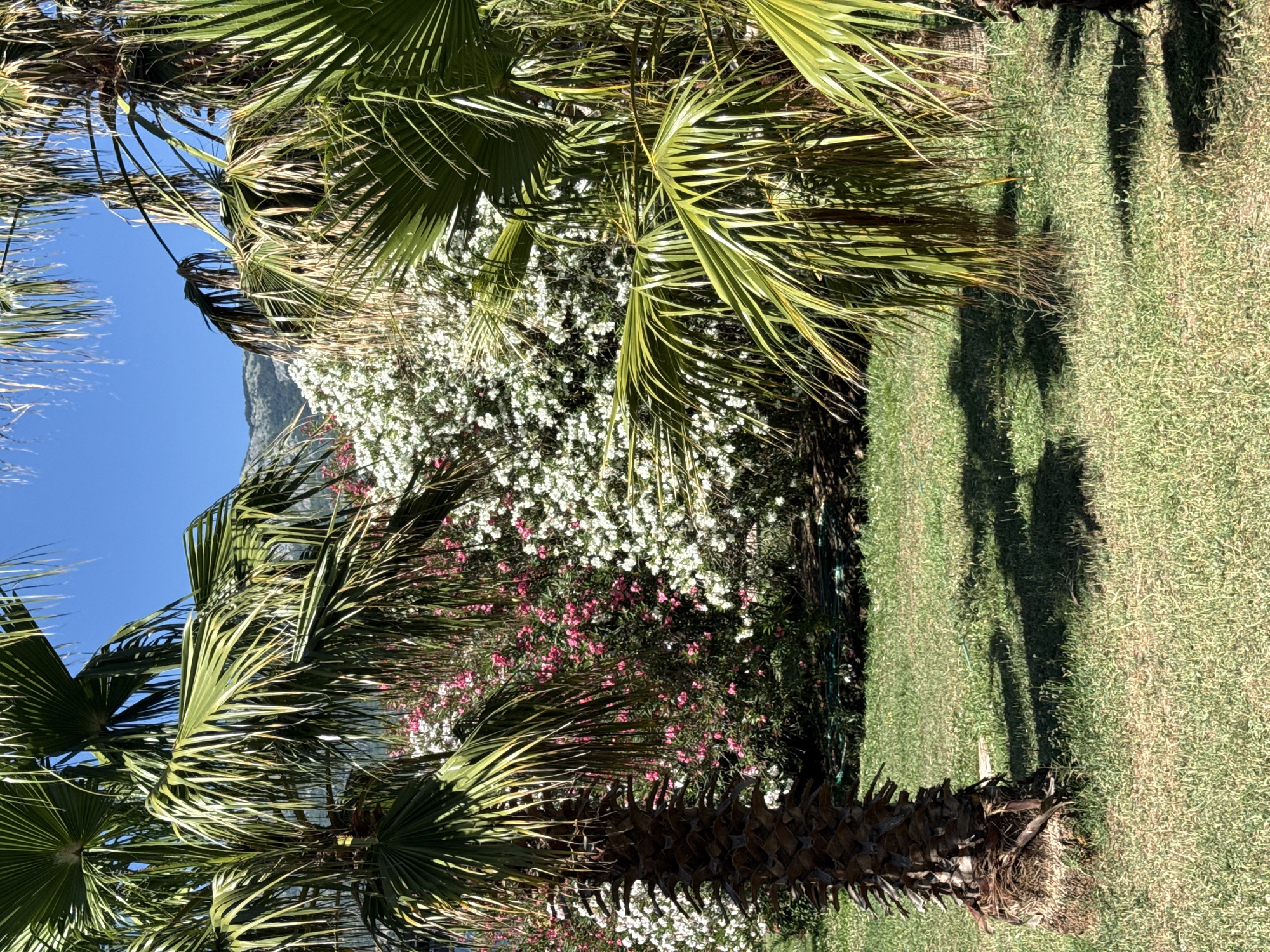 The image displays a lush garden scene with palm trees in the foreground and a dense backdrop of pink and white flowers. The sky is a clear blue. In the distance, mountains are visible. The ground is covered in green grass, with shadows cast by the palm trees. The specific location in Budva, Montenegro, is a garden or park area, possibly a residential garden or a public space adjacent to a building. No people or animals are present in the image. The environment suggests a warm, sunny climate, typical of the Montenegrin coast.