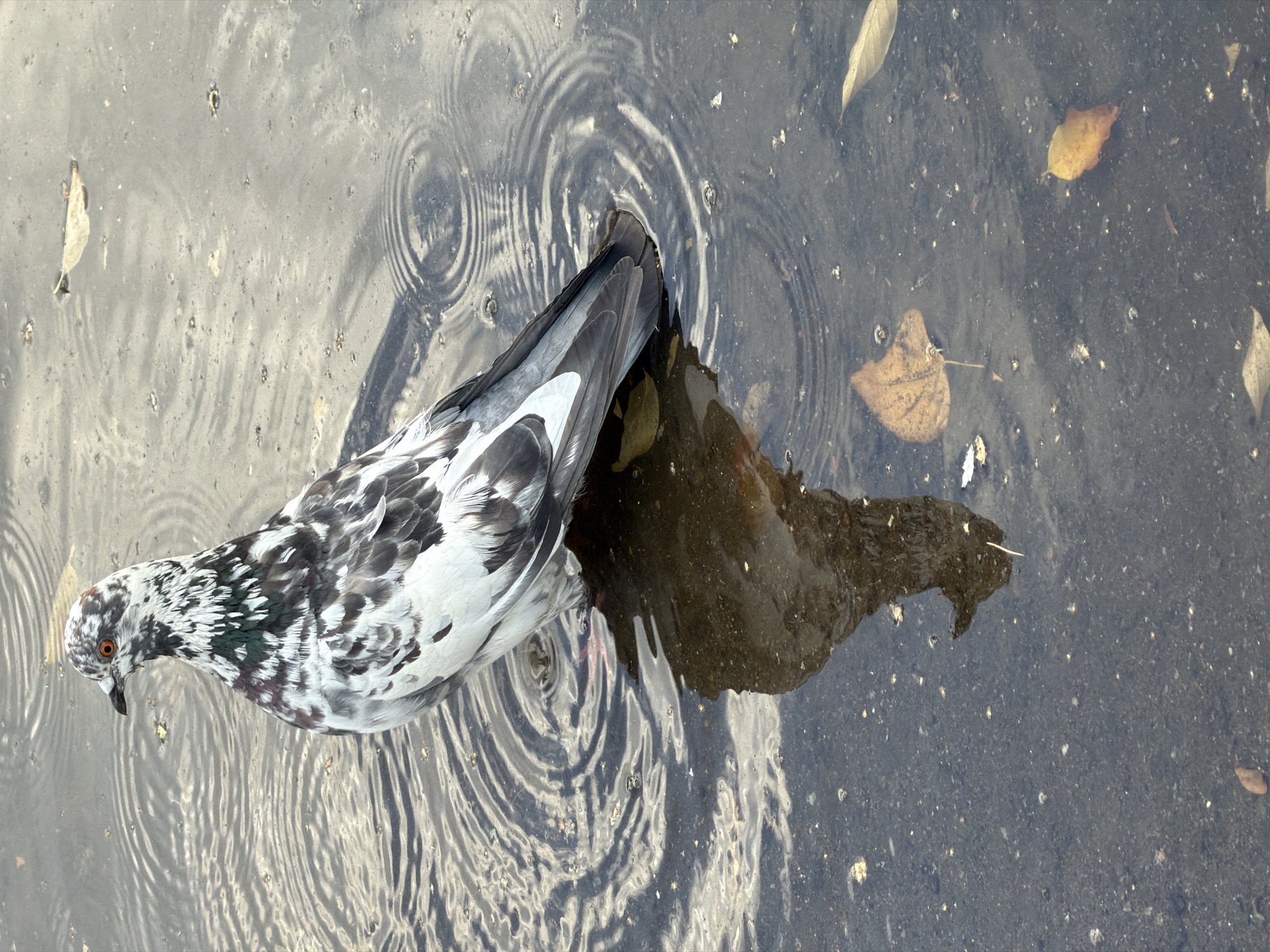 A pigeon stands in a shallow puddle of water on a paved surface. The pigeon has a mottled black and white plumage with iridescent green and purple patches on its neck. Its eyes are orange. The water's surface is disturbed by ripples, suggesting recent rain or drops. The reflection of the pigeon is visible in the water. Several fallen leaves, some of which are brown and dry, are scattered on the paved surface and floating in the puddle. The overall scene is one of an urban environment in Pavlodar, Kazakhstan, possibly a park or street after rainfall.