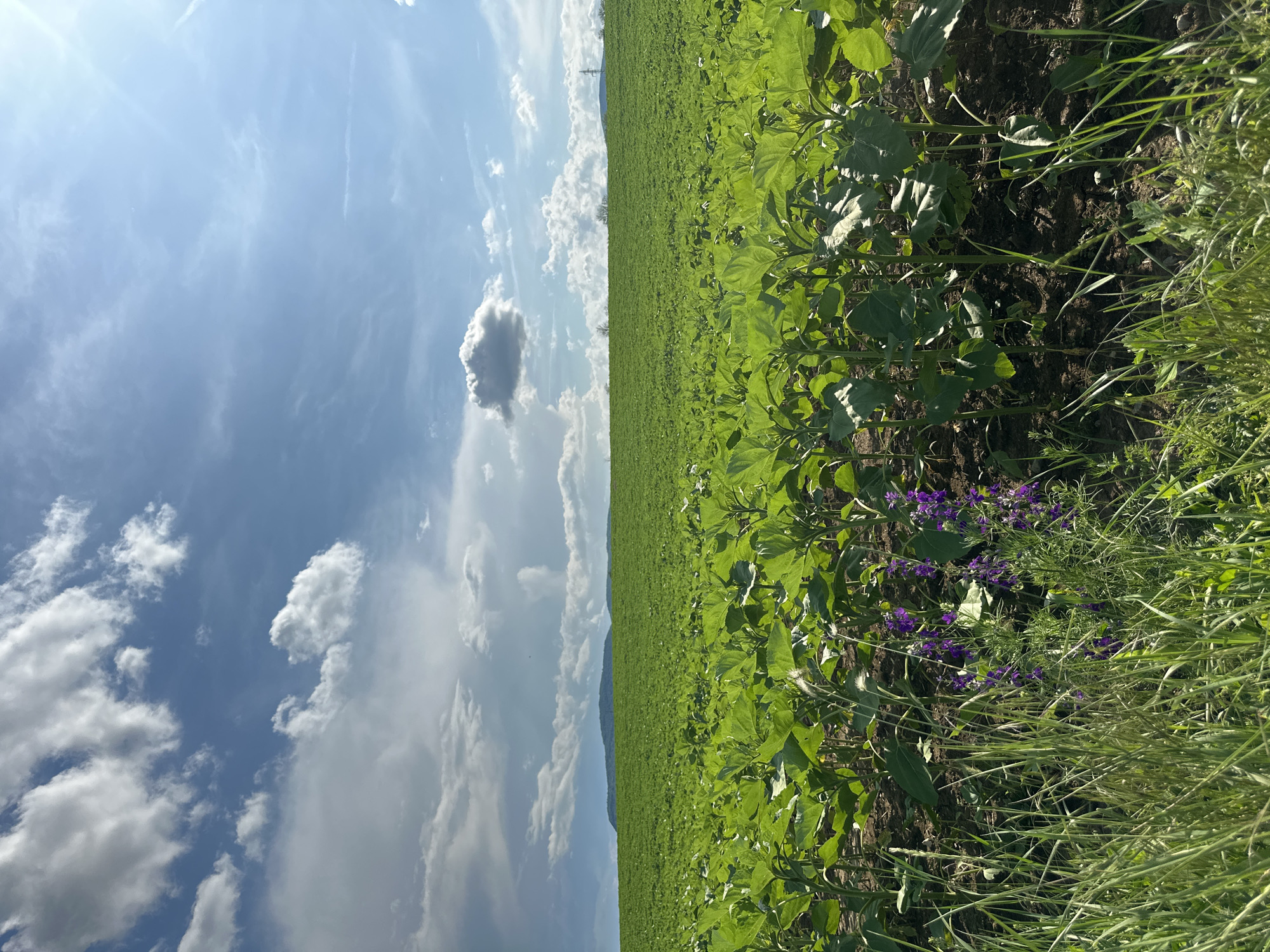 This media file presents a wide, horizontal shot of a vibrant agricultural field under a clear, partly cloudy sky in Kormiansko, Bulgaria. The primary subject is an expansive, uniformly green field, likely consisting of young sunflower plants due to their broad leaves, which stretches from the foreground to the distant horizon.
In the immediate foreground, on the right side, there is an area of wilder growth, including tall green grasses and distinct clusters of small, vivid purple flowers, possibly wild delphiniums, contrasting with the dark brown soil beneath. The main crop appears healthy and well-irrigated.
The sky occupies roughly half of the image, displaying a bright blue hue with scattered white cumulus clouds of varying sizes and densities. Some faint, wispy cirrus clouds are also visible. A prominent, isolated cumulus cloud formation sits closer to the horizon line on the left. The bright illumination suggests it is midday or early afternoon. A low, distant mountain range or hills can be seen faintly along the horizon, and a solitary transmission tower or pylon is barely visible in the far distance, hinting at a blend of natural and subtle human infrastructure within the landscape. The scene exudes a sense of vastness and natural tranquility. There are no people or visible text in the image.