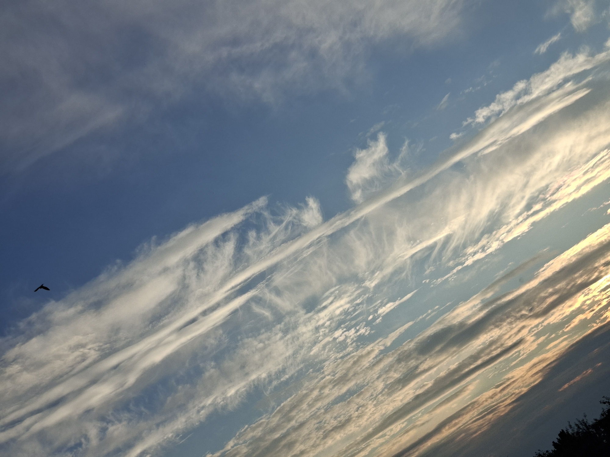 A bird in silhouette is captured mid-flight against a sky filled with wispy, elongated clouds. The clouds are illuminated by a warm light, suggesting either sunrise or sunset, and are streaked diagonally across the frame. The sky is a clear blue, with the light casting a golden hue on some of the clouds. The bottom left corner of the image shows the dark silhouette of trees, indicating a natural or semi-natural environment. The image's orientation is tilted. There are no people or identifiable structures visible. The location is Karsha, Russia.