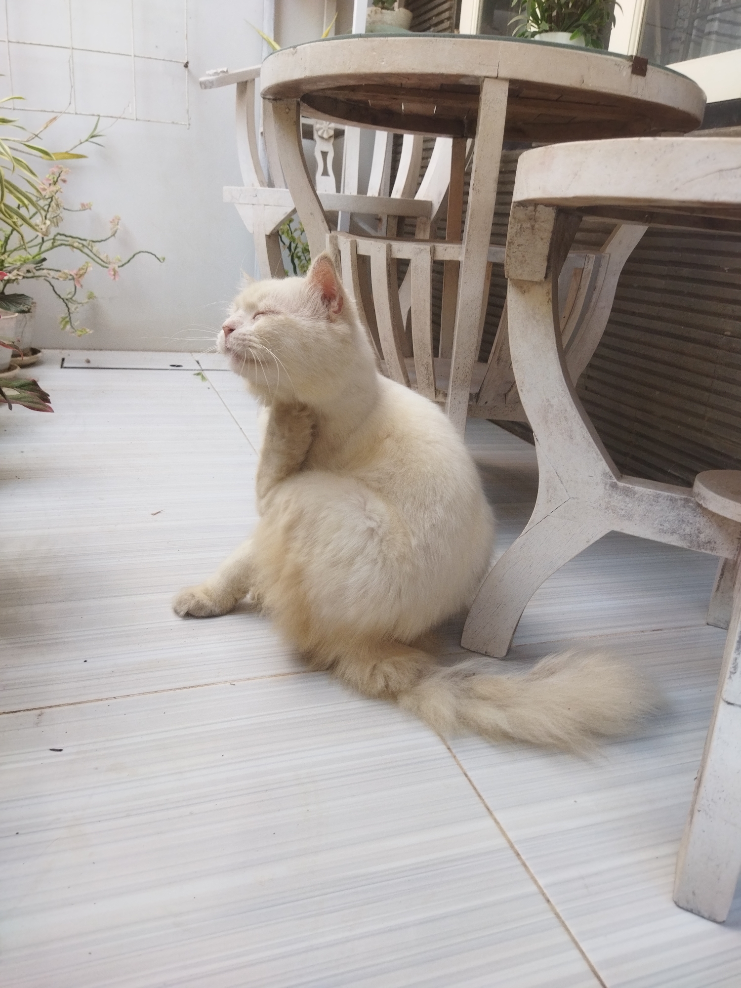 An outdoor scene in Banjar, Indonesia shows a fluffy, cream-colored cat scratching its neck with its hind leg. The cat is sitting on a light-colored tiled floor with thin, parallel lines. Behind the cat, there is a white wooden table with a round, wooden top, and chairs with white wooden frames. There are also some plants in pots to the left of the cat. The wall behind the plants is white and appears to be a fence or a building. The lighting suggests it is daytime, with shadows cast by the table and chairs.
