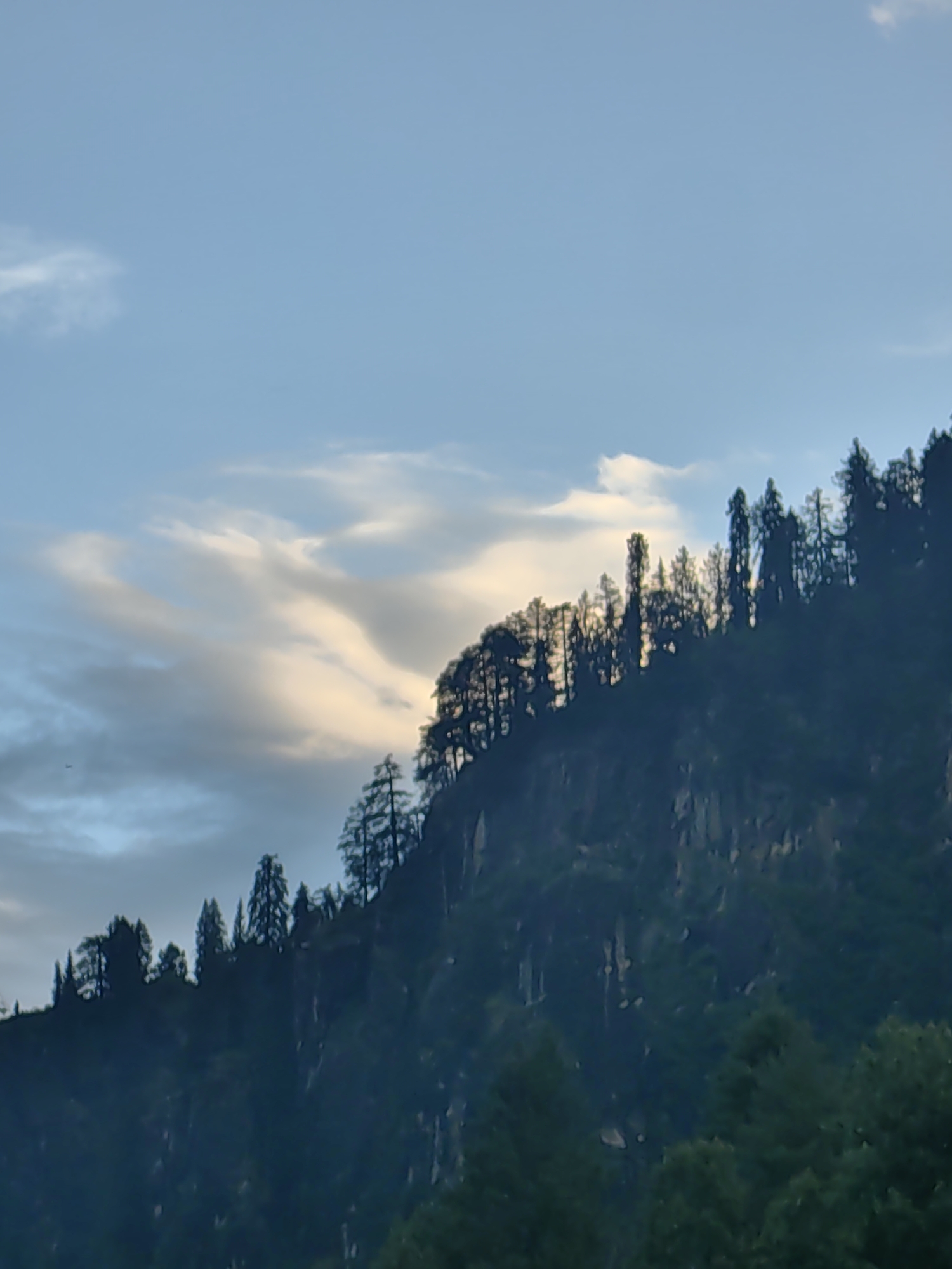 A wide, low-angle shot captures a densely forested mountainside under a pale blue sky streaked with wispy white and yellow clouds. The trees, predominantly dark green pines, are silhouetted against the lighter sky and the rocky, steep slope of the mountain. The foliage is thick, with individual tree shapes discernible along the ridgeline. The lower portion of the image shows more of the dark mountain face and the dense green canopy of trees that cover the lower slopes, obscuring any signs of human settlement or activity. The lighting suggests either early morning or late afternoon, given the soft illumination and muted colors. This scene is situated in Vashisht, India.