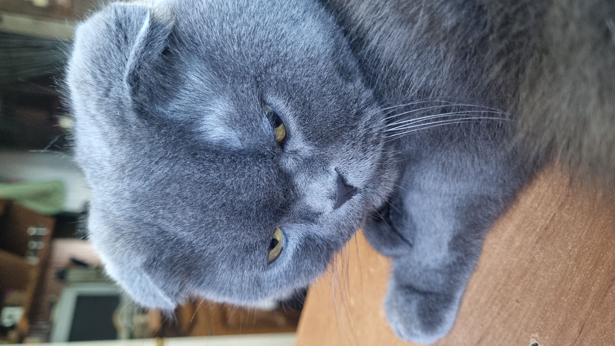 A close-up, eye-level shot shows a gray Scottish Fold cat with yellow eyes looking down with a serious expression. The cat is lying on a wooden surface, with its paw resting in the foreground. The background is blurred, showing indistinct shapes of furniture and possibly a window. The image appears to have been taken indoors. There is no information to suggest the location is in the city of Vysokoe, Russia.