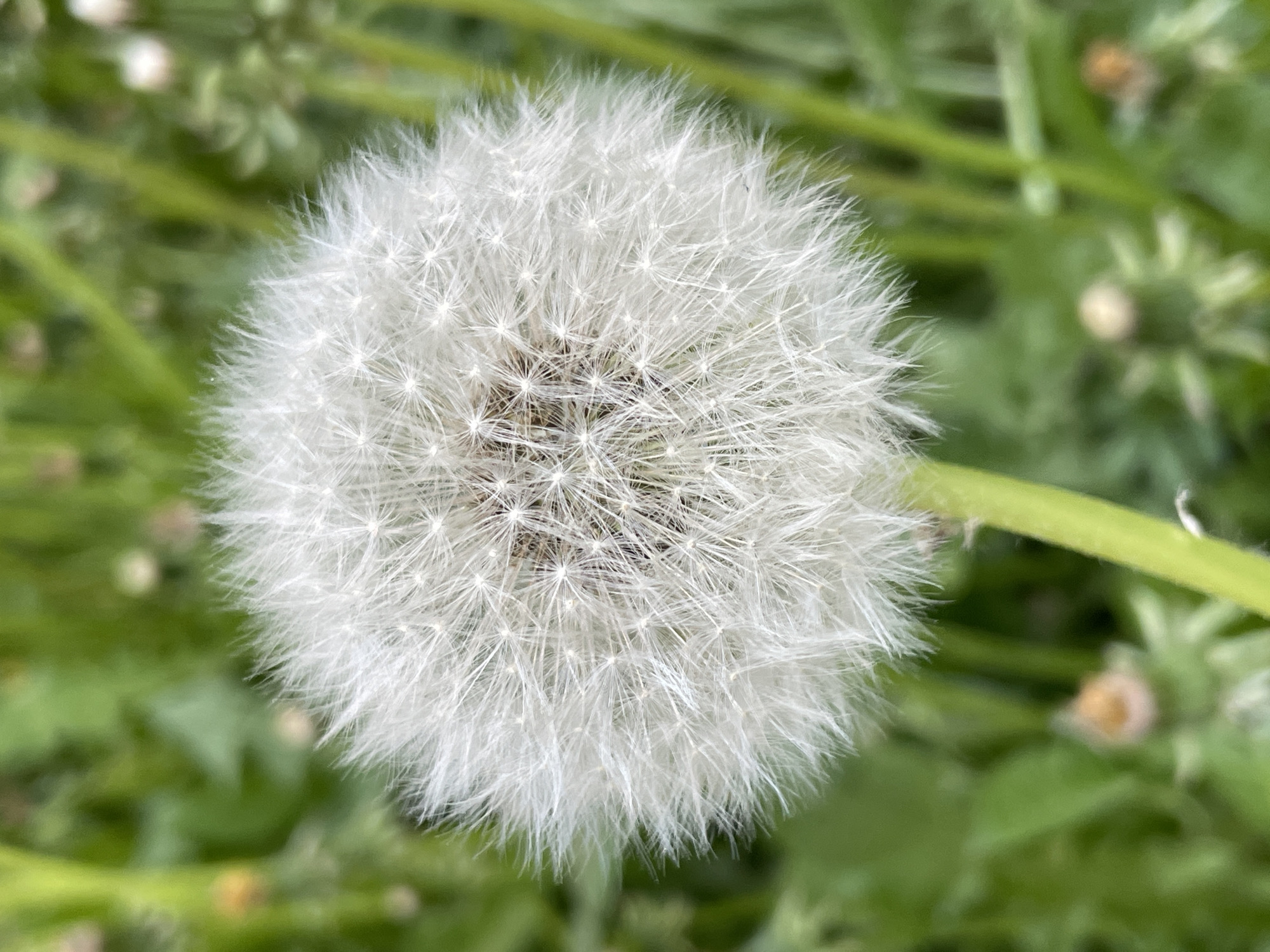 A close-up shot of a dandelion seed head, also known as a blowball, is positioned prominently in the frame. The spherical seed head is comprised of numerous individual seeds, each equipped with a feathery, white pappus. The seeds are densely packed, creating a complex and visually intricate pattern.
The seed head is attached to a slender, green stem that extends to the right side of the image. The background is composed of various green plants and foliage, creating a shallow depth of field and focusing attention on the dandelion. The image exhibits a soft, natural lighting, enhancing the details of the seed head and contributing to a serene and organic aesthetic.
The location (Izhevsk, Russia) is not determinable from the visual content of the image.