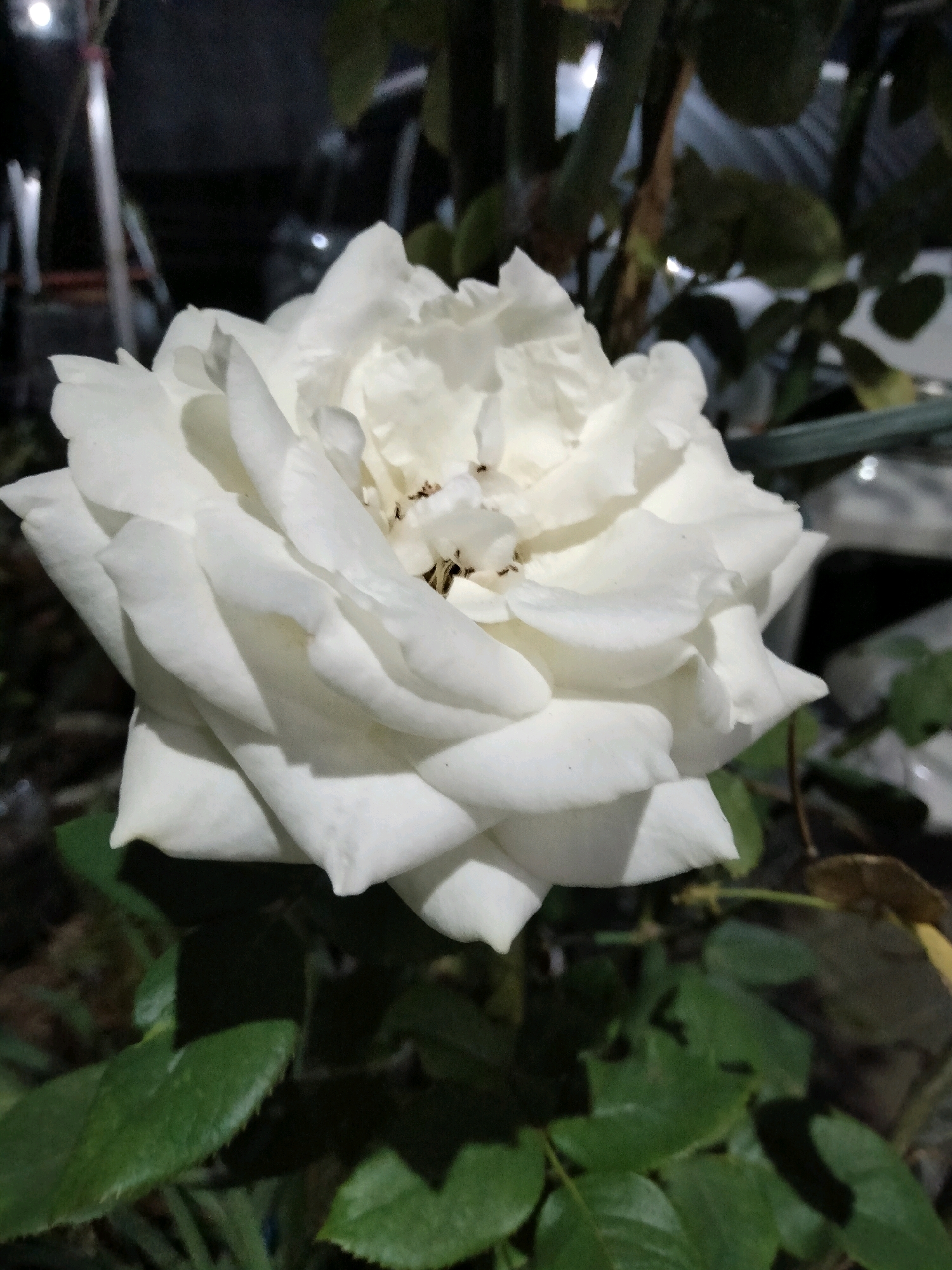A close-up, low-light shot captures a white rose in bloom. The petals are layered and soft, with some darker shadows and a few specks visible within the center. The rose is positioned in the foreground, with blurred green leaves and stems forming the background. In the far background, indistinct vertical structures and dark, blurry shapes suggest an outdoor environment at night, possibly with artificial lighting. The image appears to be a photograph taken in Batu, Indonesia, given its natural setting and common floral subject.