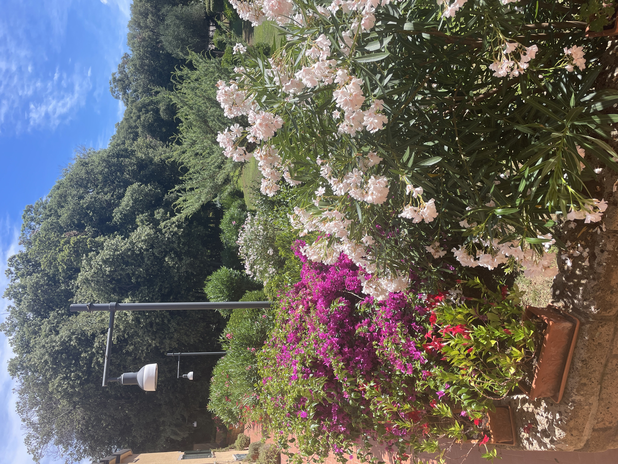 The image depicts a sunny outdoor scene with lush vegetation and a bright blue sky with scattered white clouds. In the foreground, there are potted plants with vibrant pink and red flowers, as well as larger bushes with pink and white blossoms. A stone wall runs along the bottom of the frame. In the mid-ground, two lampposts are visible, one larger with a visible light fixture, and a smaller one further back. Behind the flowering plants and lampposts, a dense wall of green trees forms a backdrop, extending towards the horizon. The environment suggests a garden or park setting within a town or resort. The location is identified as Punta Ala, Italy. There are no people visible in the image.