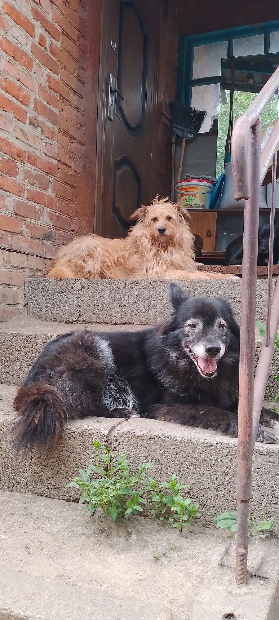 The image depicts two dogs resting on concrete steps outside a brick building, possibly a home. The dog in the foreground is large, black, and appears to be an older breed with graying fur around its muzzle. It is lying down with its mouth open, panting, and its tail is to its left. The second dog, lighter in color and with shaggier fur, is lying down on a step further up and to the right. It is facing the camera and looking directly at it. The background shows a wooden door, a window, and some cleaning tools leaning against the wall. The environment suggests an outdoor setting, perhaps a yard or porch area. The image does not provide specific clues about the city of Belgorod, Russia, beyond its general appearance of a residential outdoor space.