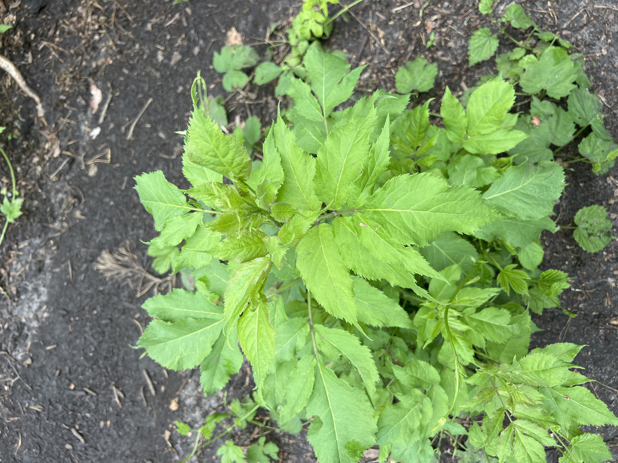 In this close-up, overhead shot, a cluster of vibrant green plants with serrated leaves dominates the frame. The plants are lush and healthy, with new growth visible at the top. The background consists of dark, moist soil, interspersed with small twigs and dried leaves. The scene appears to be outdoors, possibly in a garden or natural setting, with no discernible human presence or activity.