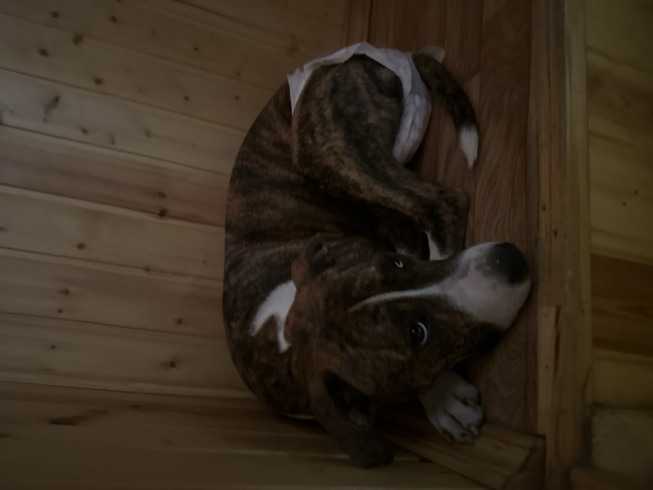 The scene depicts an interior space in 3-Y Uchastok, Russia, characterized by light-colored wooden paneling on the walls and a matching wooden floor. A single dog is the primary subject, positioned in the lower-center and right portion of the frame. The dog is an adult or juvenile canid, likely a mixed breed, displaying a brindle coat pattern with dark brown and tan stripes. White markings are visible on its chest, extending upwards towards its shoulder, and on its muzzle, leading to its forehead. A small patch of white is also visible on the tip of its tail. The dog is lying down, curled into a compact position, with its head resting on the floor and its forepaws tucked underneath. Its eyes are partially visible, dark, and appear to be looking towards the viewer. A white disposable diaper or similar garment is visible around the dog's hindquarters. The lighting in the area appears dim, casting soft shadows. No other subjects or objects are present.