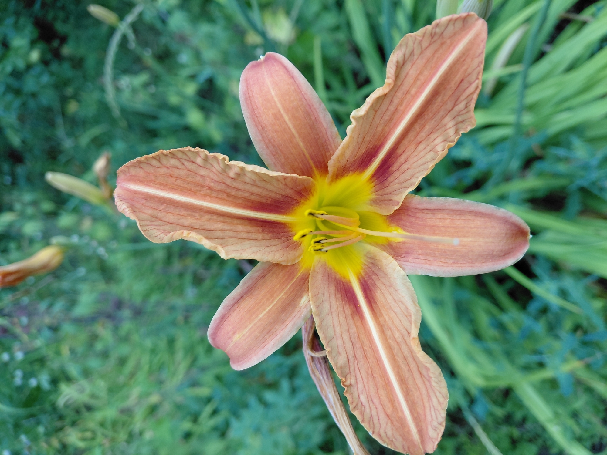 An overhead, medium shot captures a fully bloomed daylily flower. The flower exhibits six petals, each a soft peachy-orange color with a lighter, creamy-white stripe down the center. A deeper burgundy-red hue lines the edges of the petals, transitioning into a vibrant yellow at the flower's core. The stamens are dark, tipped with what appear to be black anthers. The background is a blur of lush, green foliage and hints of other daylily buds, suggesting an outdoor garden setting. The lighting is soft and diffused, indicating it could be early morning or late afternoon. There is no identifiable location in the city of Novokuybyshevsk, Russia, or any people present in the image.