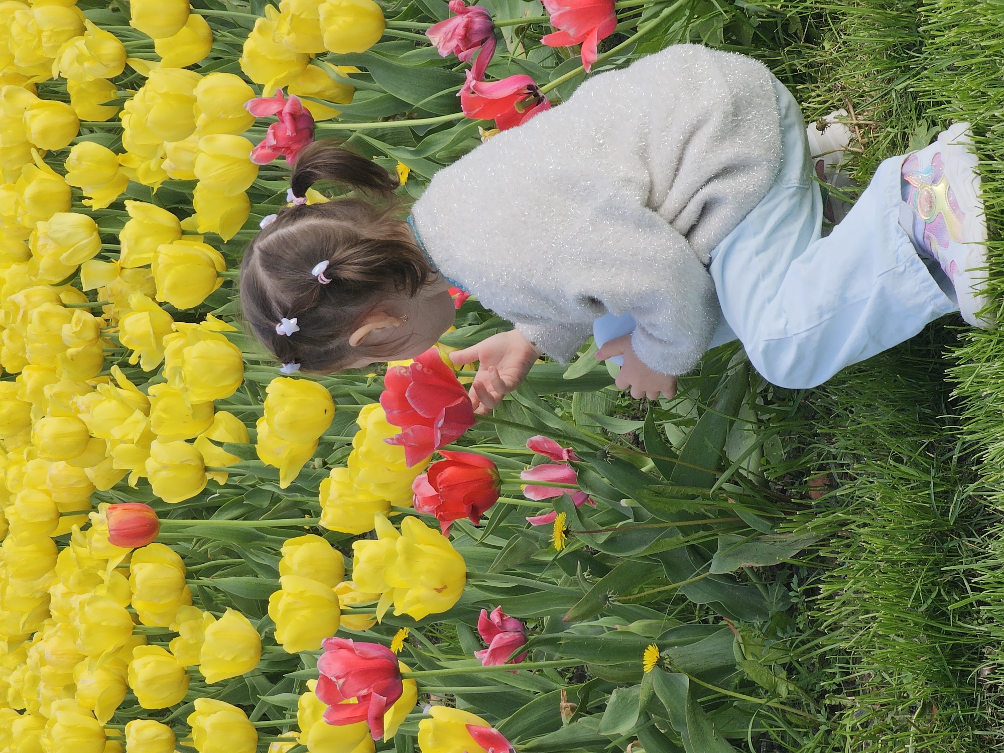 A young child is kneeling in a tulip field, apparently in the city of Unknown, Unknown, filled with yellow and pink tulips. The child has brown hair in pigtails, secured with white accessories, and is wearing a white sweater and light blue pants. The child is reaching out towards a red tulip. To the right of the tulips is a section of green grass. The child is wearing multi-colored athletic shoes.