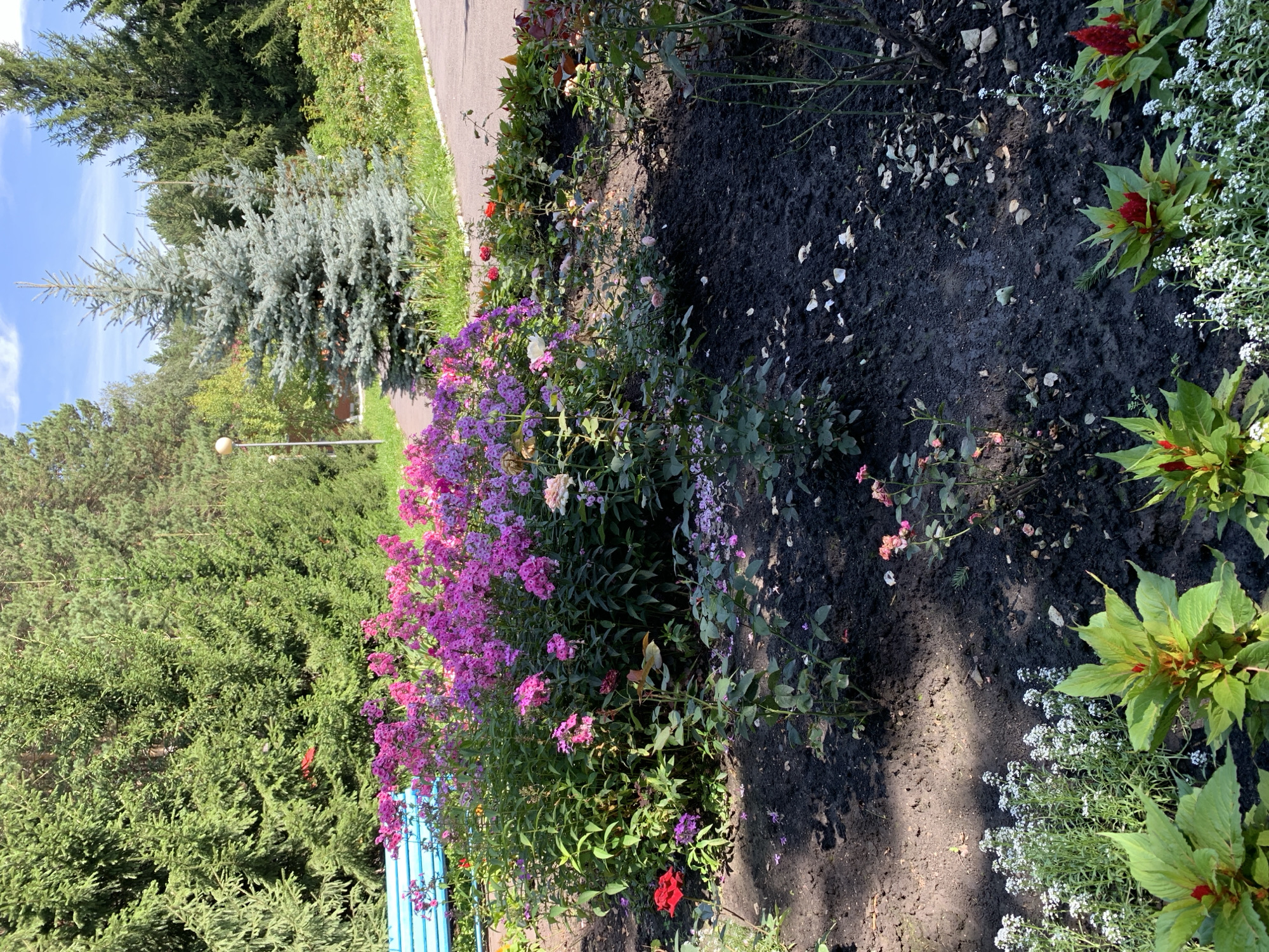 A bright, sunny day in Prokopyevsk, Russia, reveals a vibrant garden in bloom. The scene is dominated by a large cluster of pink and purple phlox flowers, their vibrant hues contrasting with the dark, rich soil of the flowerbed. A single red rose stands proudly to the left, while a delicate pink rose bush with small blooms adds further color. Scattered amongst the flowers are smaller white blossoms, creating a delicate lacy effect. In the background, tall evergreen trees provide a lush green backdrop, with a striking blue spruce tree adding a touch of cool, silvery-blue. A light-colored path winds through the garden, and a blue park bench is visible to the far left, inviting visitors to rest and enjoy the natural beauty. The sky above is a clear, bright blue, dotted with a few fluffy white clouds, signaling a pleasant day in this Russian city.
