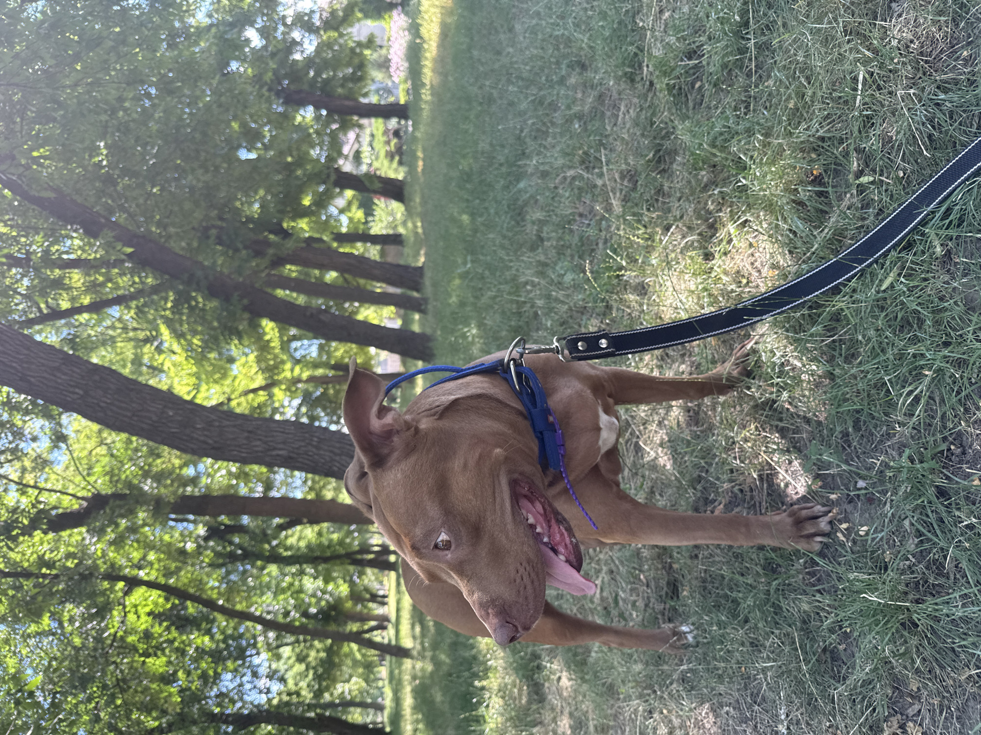 In an outdoor park setting with mature trees and dappled sunlight, a brown pit bull mix dog stands on a grassy area. The dog is wearing a blue collar with a black leash attached. The dog's mouth is open, and its tongue is visible, suggesting it may be panting or excited. The background consists of more trees, with some greenery and possibly buildings visible in the distance. The image is captured from a medium distance, focusing on the dog.