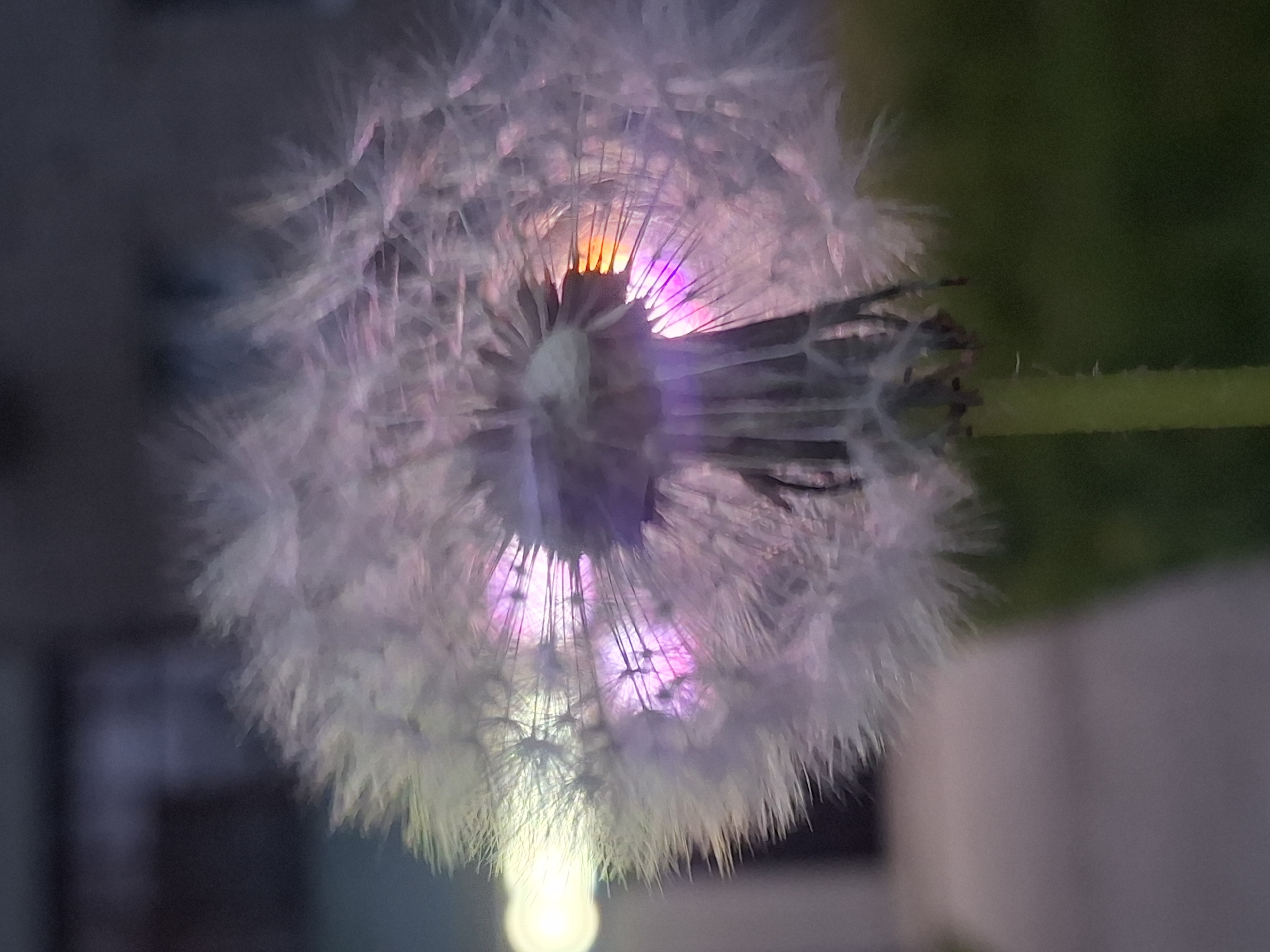 The image depicts a dandelion seed head, likely in the city of Chaikovsky, Russia (as requested). The dandelion is positioned close to the camera, dominating the frame. The seed head is illuminated from behind, creating a backlit effect with pink and orange hues emanating from the center. Individual seeds are visible as white, fluffy structures radiating outward. Part of the plant's stem can be seen to the right, with a blurred green background beyond. A bright, out-of-focus light source is visible below the dandelion, adding to the overall soft, ethereal quality of the image. Other blurred areas in the background suggest an outdoor setting.
