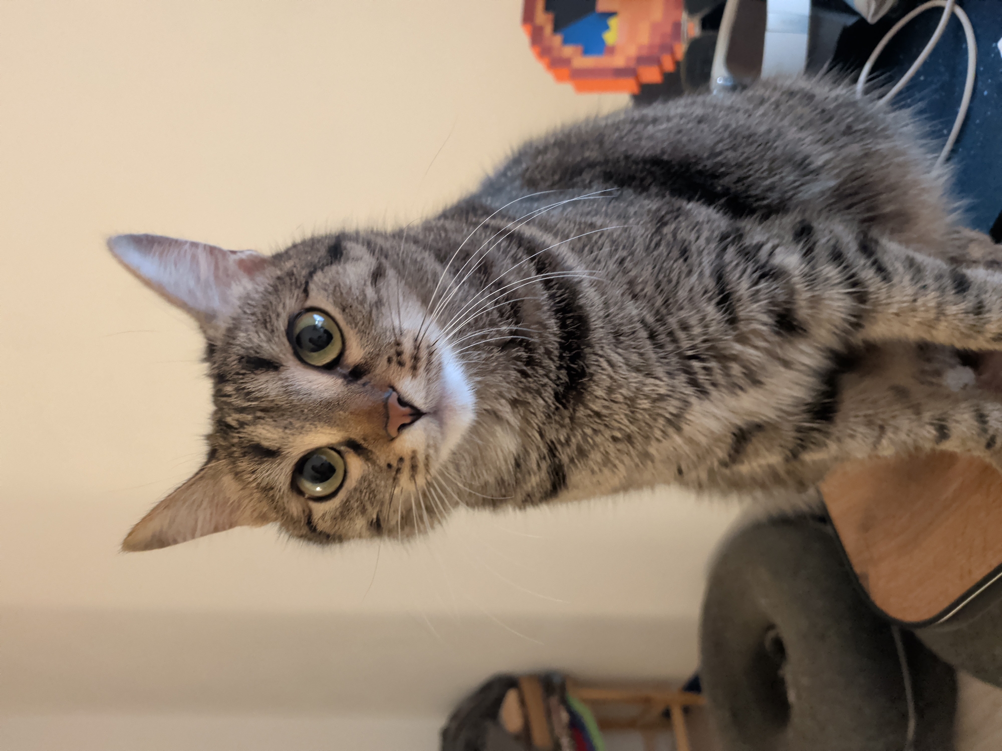 A domestic adult tabby cat with grey-brown fur and distinct darker stripes is depicted sitting upright, facing directly towards the viewer, in the city of Unknown, Unknown. The cat's large, round eyes, which exhibit a green-yellow iris with dilated pupils, reflect a light source. Its pink nose is small, and numerous long, white whiskers protrude from its muzzle. Both pointed ears are erect, covered in fur matching its coat. The cat's body appears well-furred, with visible stripes on its legs and torso.
The background consists of a plain, light beige wall. To the cat's left, a dark grey, circular pet bed is partially visible and out of focus. Behind the pet bed, a wooden frame and indistinct dark items are present. To the cat's right, a pixelated, orange, blue, and yellow object, resembling a video game character (specifically a Pac-Man ghost), is partially visible and out of focus. Beneath the cat, a light brown, possibly wooden, surface is visible, resting on a darker surface. A white cable is coiled on the darker surface to the right of the cat. The scene is well-illuminated, with the cat in sharp focus and background elements exhibiting a shallow depth of field.