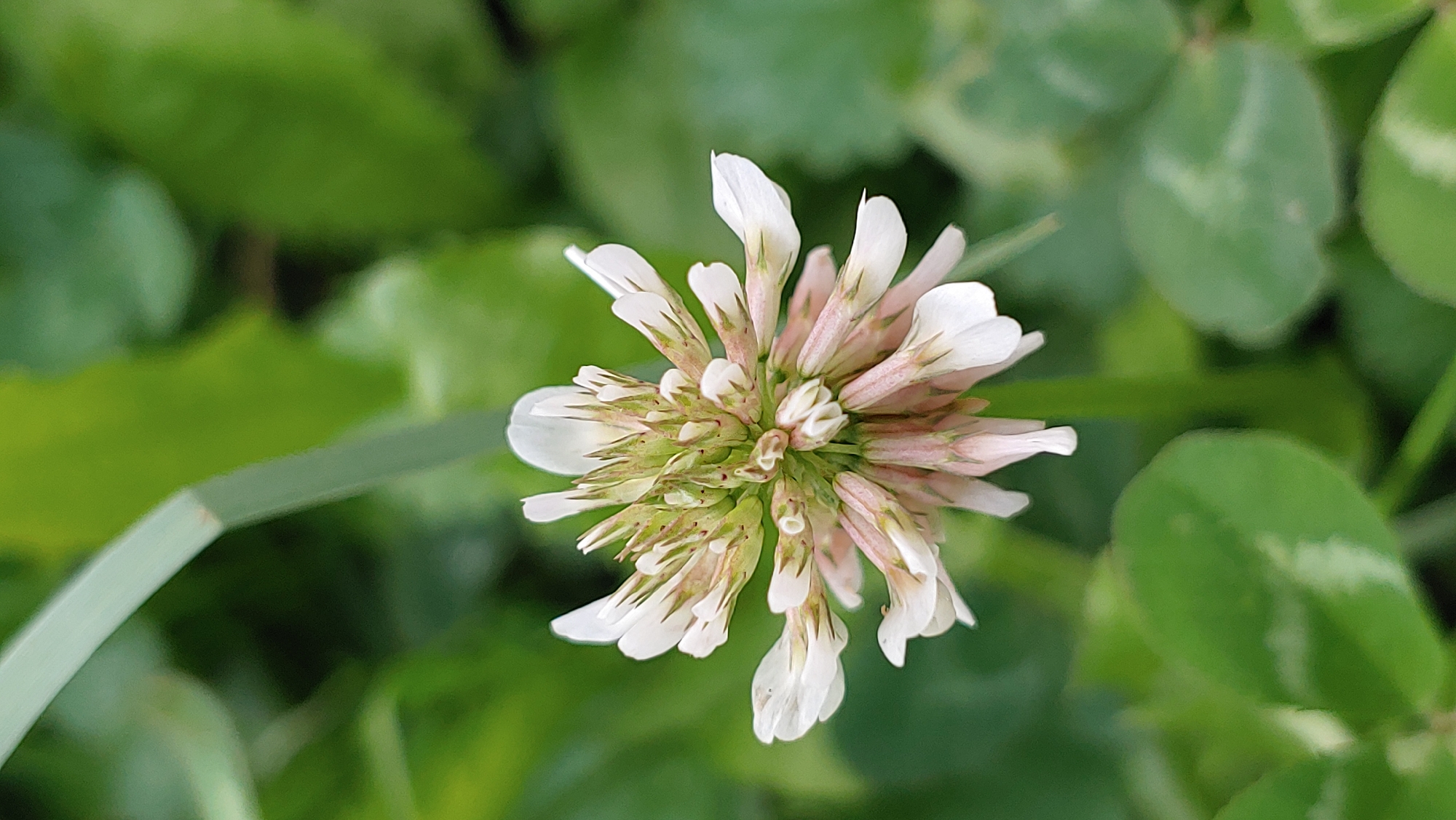 A white clover flower is pictured in close-up against a blurred green background. The flower is facing upwards and slightly to the right, with delicate white petals radiating outwards. The center of the flower is a cluster of green and pinkish hues, suggesting immature petals or developing seeds. Some of the petals are slightly curled and appear to be tinged with pink at their bases. The background consists of out-of-focus green leaves and a single blade of grass in the upper left corner, suggesting a natural outdoor setting. There are no people or specific urban elements visible that would indicate a location within Mukachevo, Ukraine.