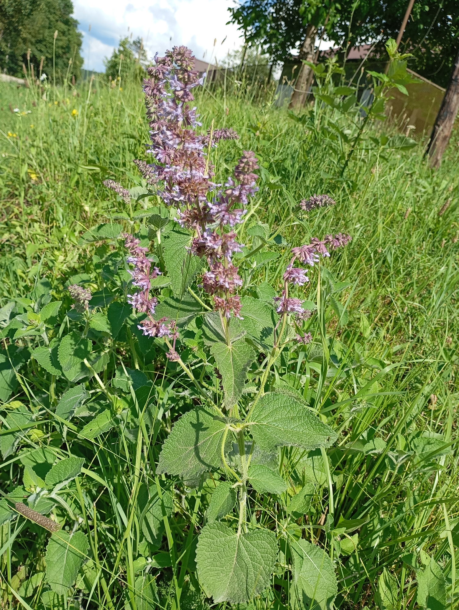 In a natural, outdoor setting of lush green grass and foliage, a tall flowering plant with purple and pink blossoms stands prominently in the foreground. The plant has large, textured green leaves and a spiky inflorescence. The background shows more greenery, some trees, and a glimpse of a building and a fence, suggesting a rural or semi-rural location, possibly a field or garden. The lighting indicates it is daytime, likely sunny, casting shadows on the leaves. The scene evokes a peaceful, summery atmosphere. No people or text are visible in the image. The location context provided is Lesogorskaya, Russia.