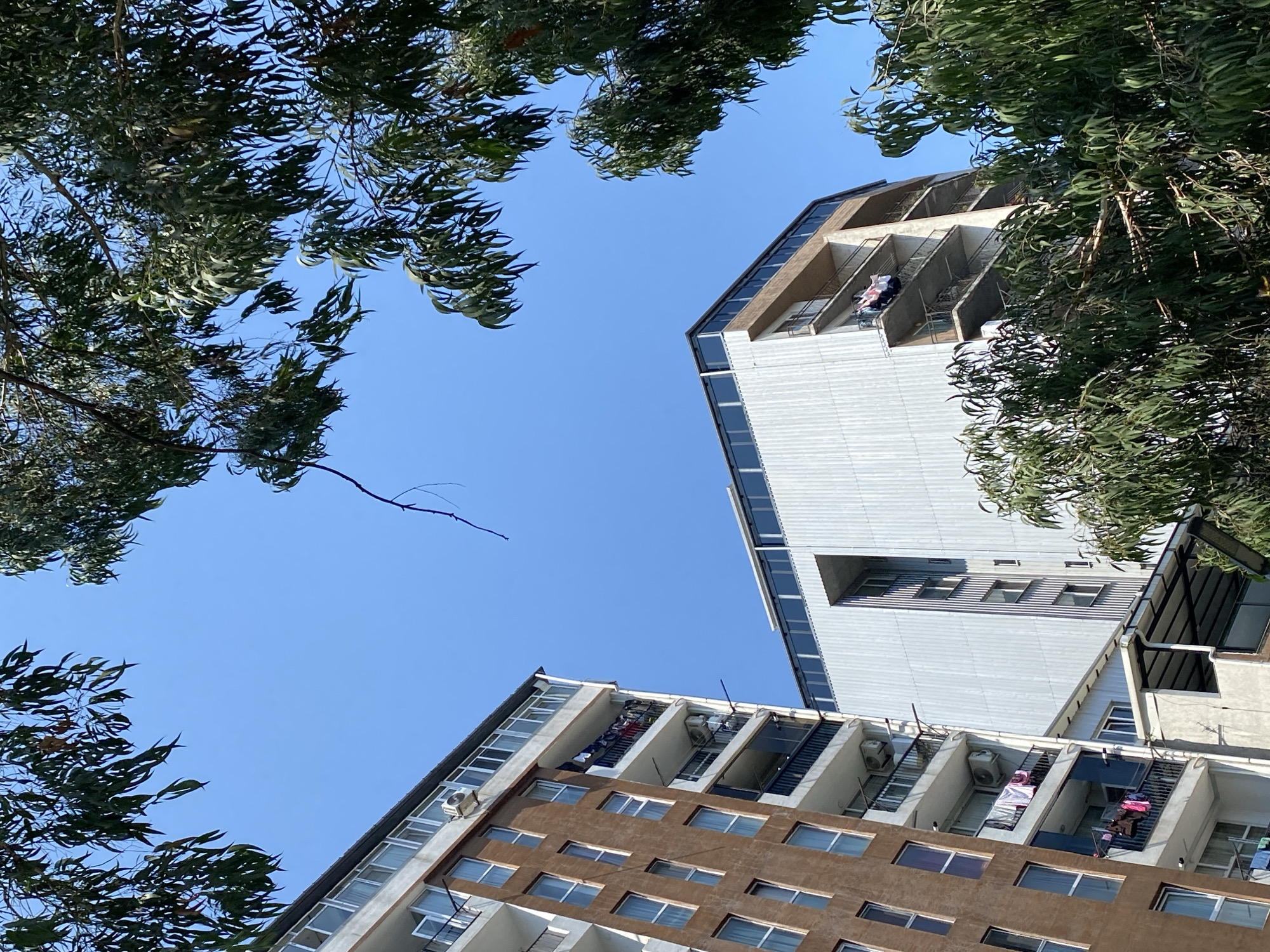 The image shows a view of residential buildings in Batumi, Georgia, framed by the leaves of eucalyptus trees. In the foreground on the left is a tall, multi-story building with a brown, textured facade. It features numerous windows and balconies, some of which have clothes drying on lines. To the right of this building is another, taller, more modern building with a white, corrugated metal exterior and a glass-paneled top section. Balconies with railings are visible on its side. Both buildings are seen against a clear blue sky. The perspective is from below, looking upwards.