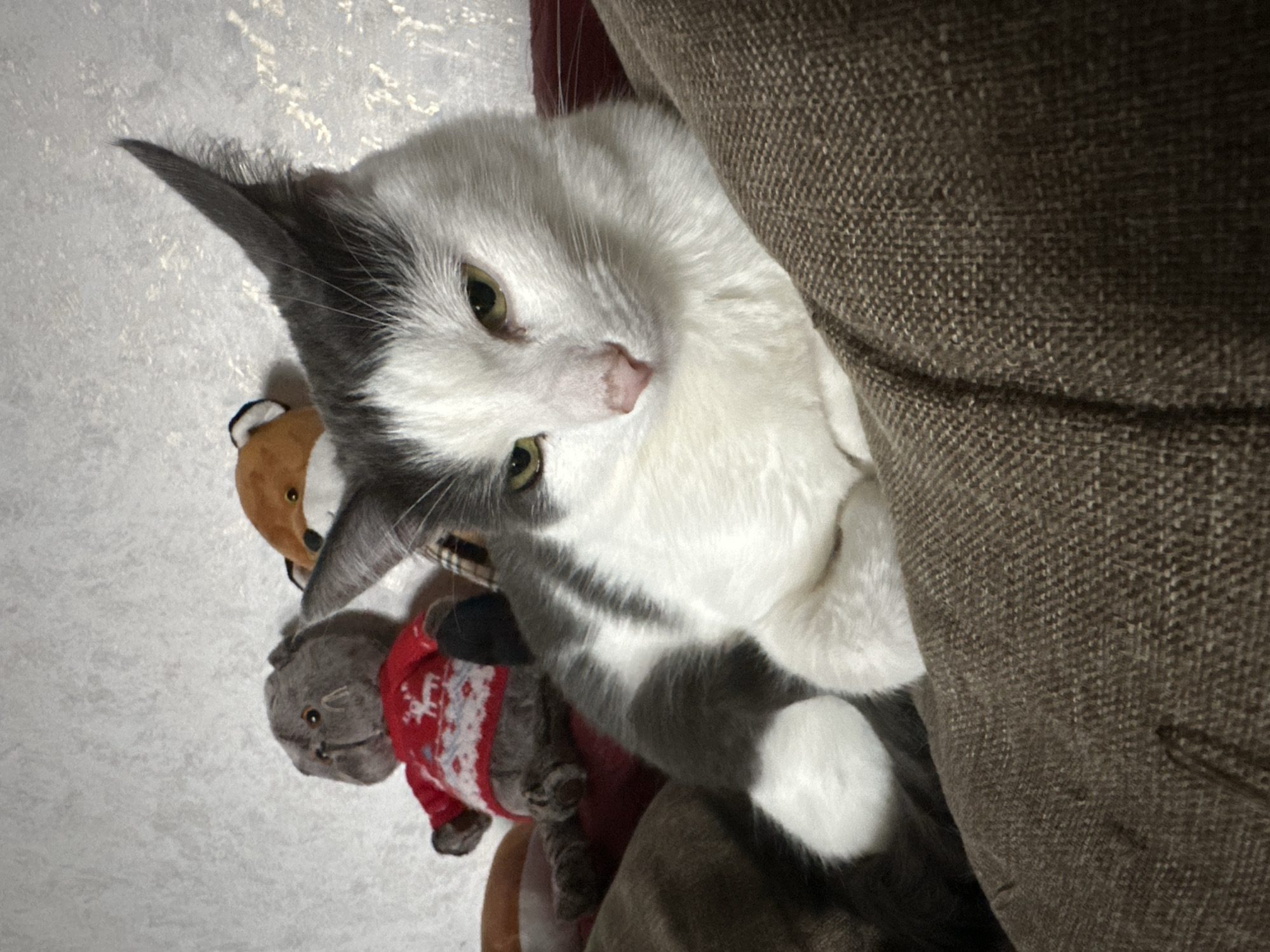 In the foreground, a white and gray cat with yellow eyes is lying on a brown textured surface, possibly a couch or blanket. The cat's body is mostly obscured, but its head is visible, turned slightly to the left. In the background, there are two stuffed animals: a gray bear wearing a red and white sweater and a brown and white fox. The stuffed animals are positioned on a textured white surface, likely a wall. The overall scene appears to be indoors, likely a domestic setting. There is no discernible connection to the city of Vladimir, Russia.