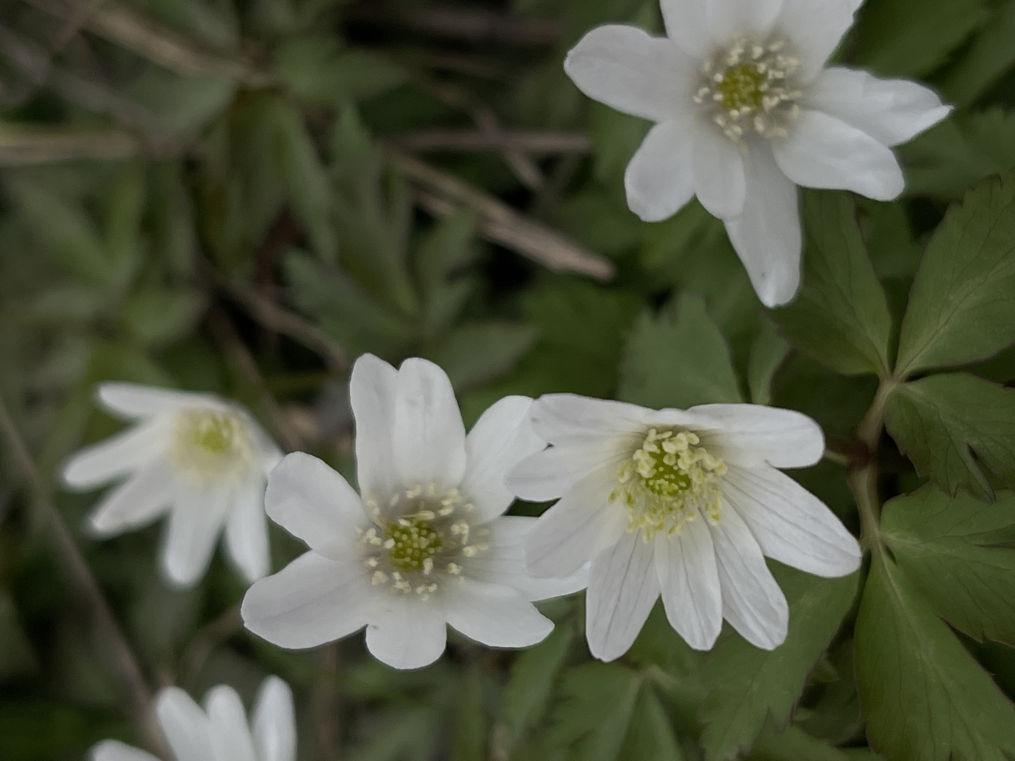 The image shows a close-up view of several white flowers with yellow centers surrounded by green leaves. The flowers have six petals each. The background is blurred, suggesting the focus is on the flowers in the foreground. The image was taken during daytime. There is no indication that the image was taken in Zhigalki, Russia, and the provided data does not allow me to provide the location.