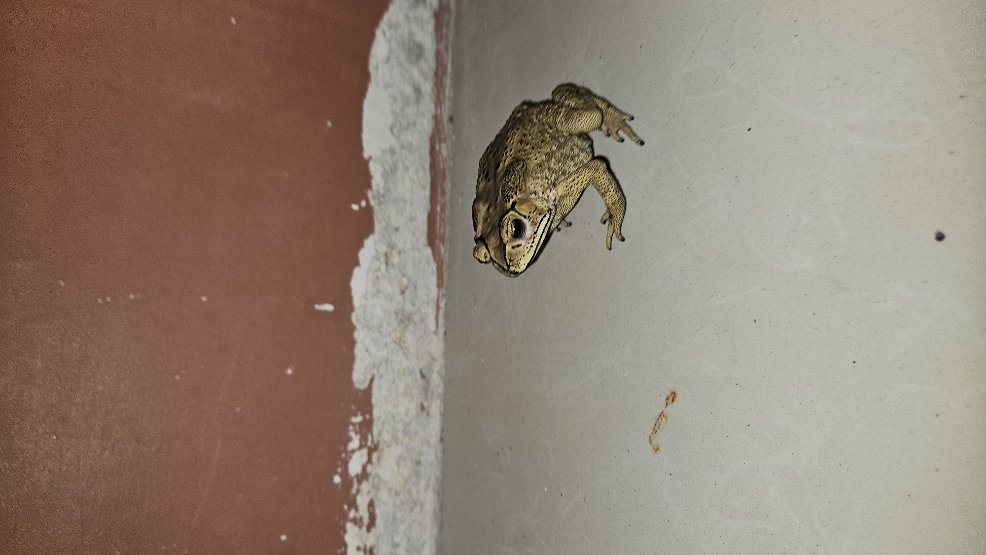 A toad clings to a wall in a room in Cam Đức, Vietnam. The wall is off-white with two brown stains towards the bottom right. The wall to the left is brown with a chipped white border. The toad is brown with textured skin and is oriented diagonally on the wall. The toad is facing the camera.