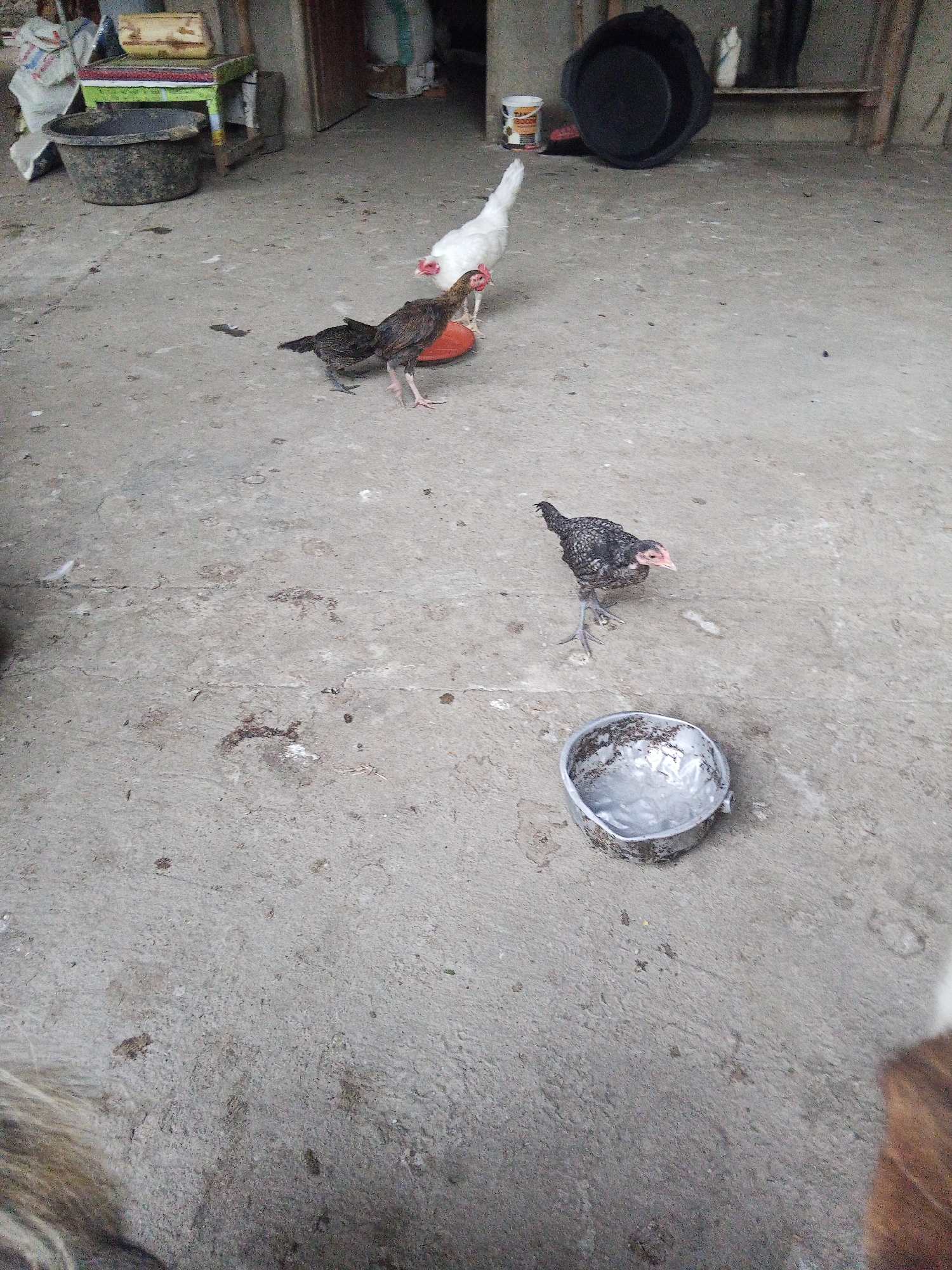 The image shows a close-up of three chickens on a concrete floor in an outdoor area. In the background, there are various objects, including plastic buckets, a wooden stool, and some bags. The chickens are of different sizes and colors, with one being white and the other two being brown and black. One of the brown and black chickens is standing near a red dish, while the other two are walking on the floor. A metal bowl filled with water is placed in the foreground. The scene appears to be a rural or semi-rural setting, possibly a farm or a backyard. The location is specified as the city of Makale, Indonesia.