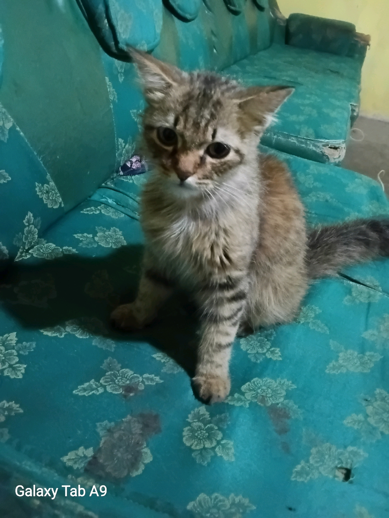A young tabby cat with brown and grey stripes is sitting on a teal sofa with a floral pattern in Wonocoyo, Indonesia. The cat is facing the camera with its head tilted slightly. The sofa appears worn, with some visible damage and stains. The background is dimly lit, with a yellow wall visible on the right side. The image is a close-up, focusing on the cat and the immediate surroundings on the sofa. The bottom left corner of the image displays the text "Galaxy Tab A9".