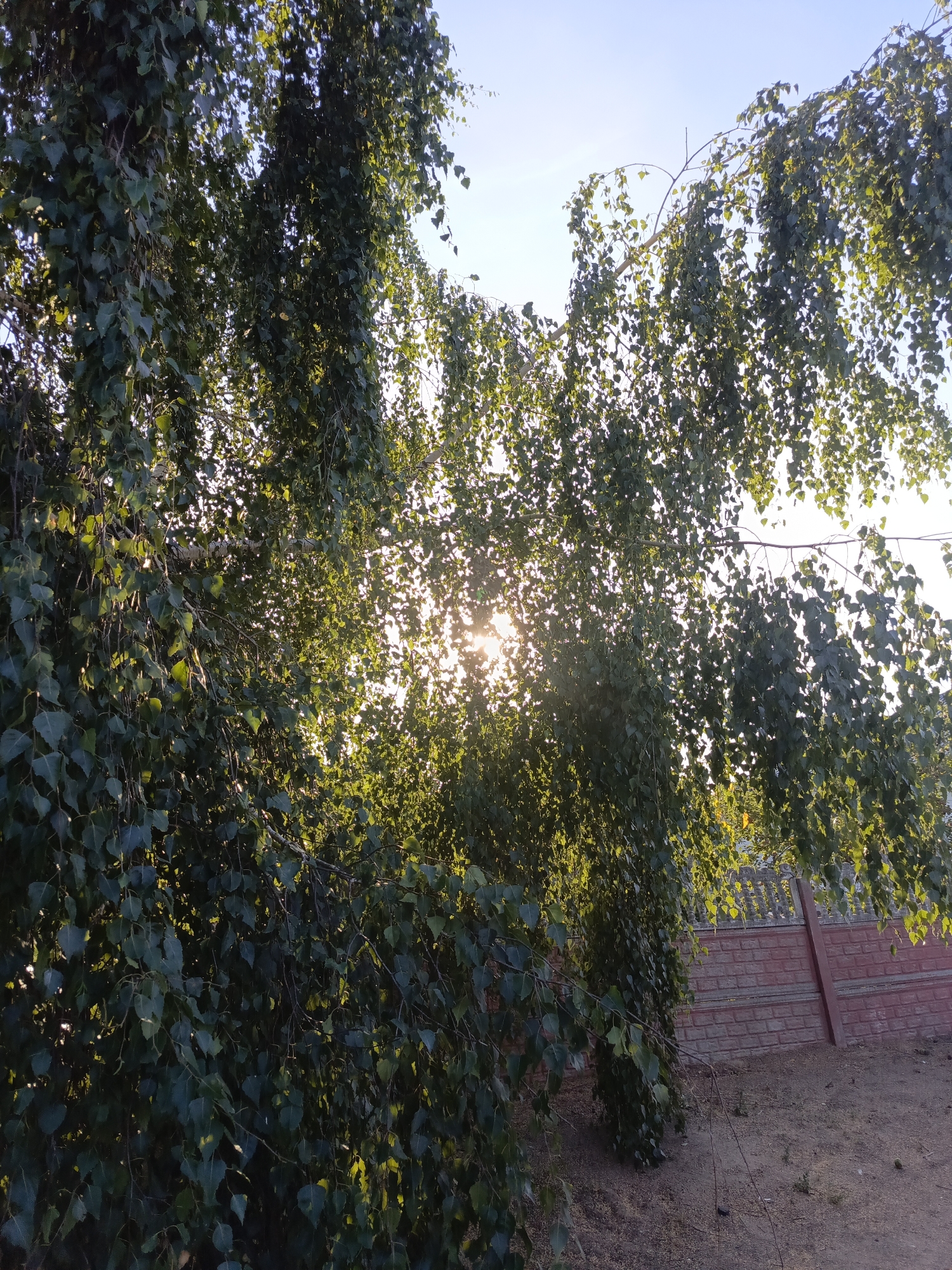 The image depicts a natural outdoor scene, possibly in Ivatsevichy, Belarus. The foreground is dominated by lush green foliage of a tree, with branches heavily laden with leaves. The sun is shining through the leaves, creating bright sunbursts and highlighting the delicate texture of the foliage. In the background, a red brick wall with a decorative top forms a fence, with a supporting wooden beam visible. The ground beneath appears to be a mixture of dry soil and sparse vegetation. The sky above is a clear, light blue, indicating a sunny day. There are no people or animals visible in the frame. The overall impression is one of natural beauty and tranquility, with the sun's rays adding a dramatic and ethereal quality to the scene.
