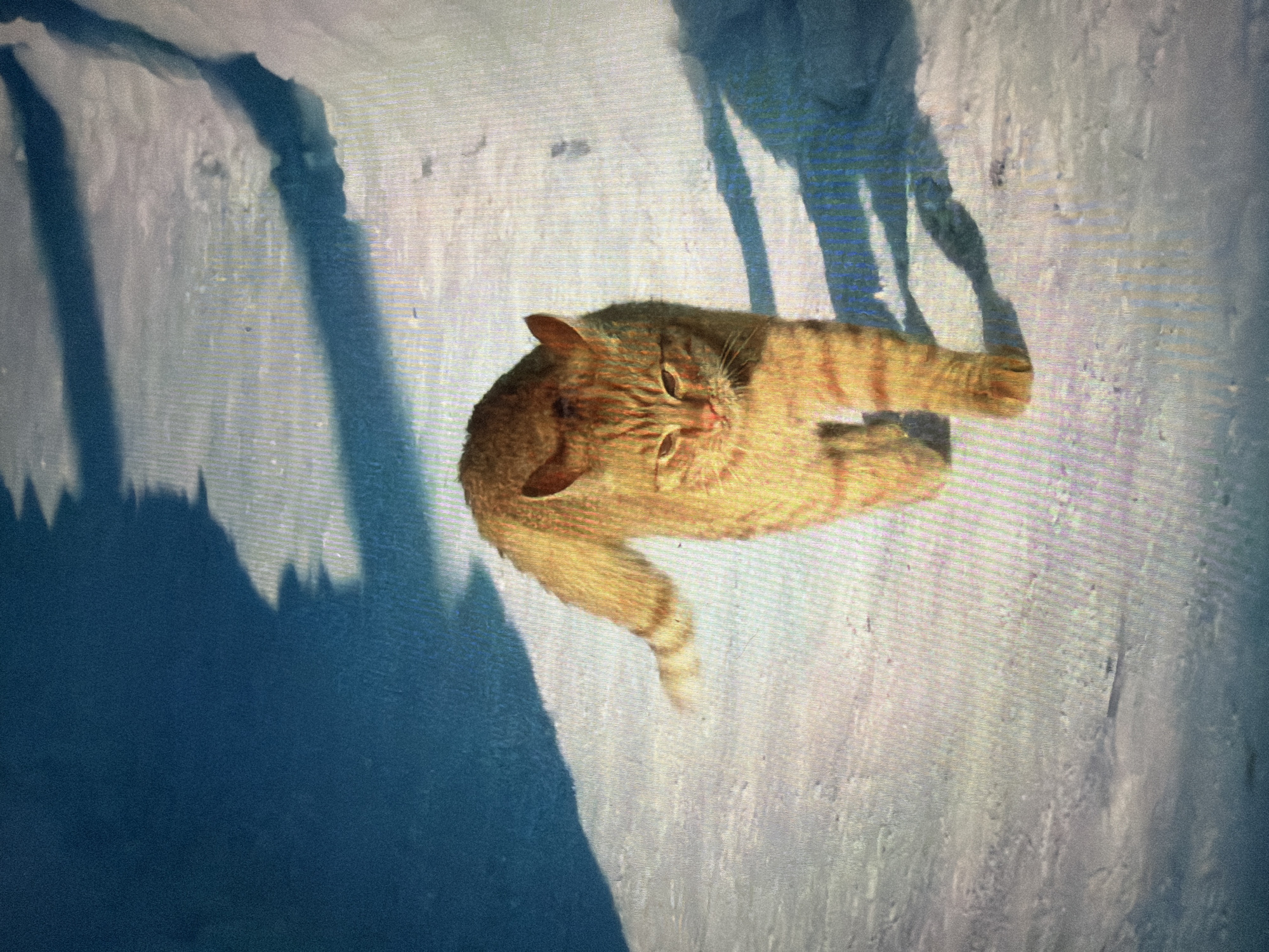 An orange tabby cat with stripes is walking across a snow-covered surface. The cat is facing the camera and its eyes are partially closed. Shadows of the cat and possibly other objects are cast on the snow. The background is a gradient of deep blue to lighter blue. The image appears to be a photograph taken outdoors. The exact location in Krasnodar, Russia, cannot be determined from the image alone.