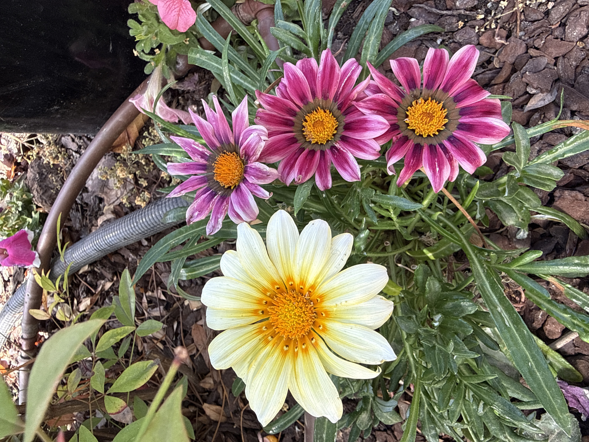 The image shows a close-up view of several Gazania flowers in a garden setting. A large, pale yellow flower with an orange center is prominent in the foreground on the left. To its right, there are three Gazania flowers with striking pink and purple striped petals, also featuring bright orange centers. The flowers are surrounded by green, grass-like foliage and a background of dark soil and mulch. In the upper portion of the image, a brown hose and a ribbed gray pipe are visible, suggesting an outdoor watering system. A black cylindrical object, possibly a pot or planter, is partially visible on the far right. The lighting suggests it is daytime, with sunlight casting shadows on the flowers and ground. The scene appears to be in a garden or park area, consistent with a residential or public space in Las Matas-Pinar-Monte Rozas, Spain. There are no people or animals depicted in the image.