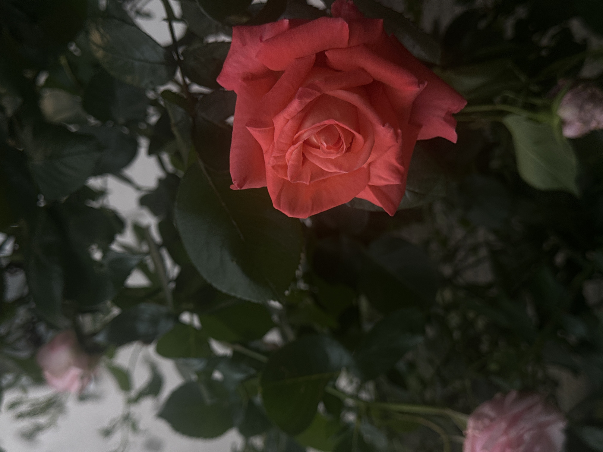A close-up shot focuses on a vibrant red-orange rose, centrally placed and in sharp detail. Its numerous petals display a gradient of coral and deep red hues as they unfurl from the tight bud at its core. Surrounding the main bloom is a dense layer of dark green foliage, which is slightly out of focus, creating a natural and rich background. In the upper right, lower left, and lower right sections of the frame, several other lighter pink or white rosebuds or partially opened blooms are visible as soft, blurred forms, suggesting a larger plant.
The lighting prominently illuminates the central rose, making it stand out against the darker, shadowy leaves and a lighter, indistinct background, which could be a wall or an overcast sky. The image emphasizes the intricate beauty and delicate structure of the flower. No specific activity or event is taking place beyond the static presentation of the roses. The time of day is not explicitly clear, but the focused lighting suggests either direct sunlight or a well-lit area. There is no visible text. This scene is set in Sofia, Bulgaria.