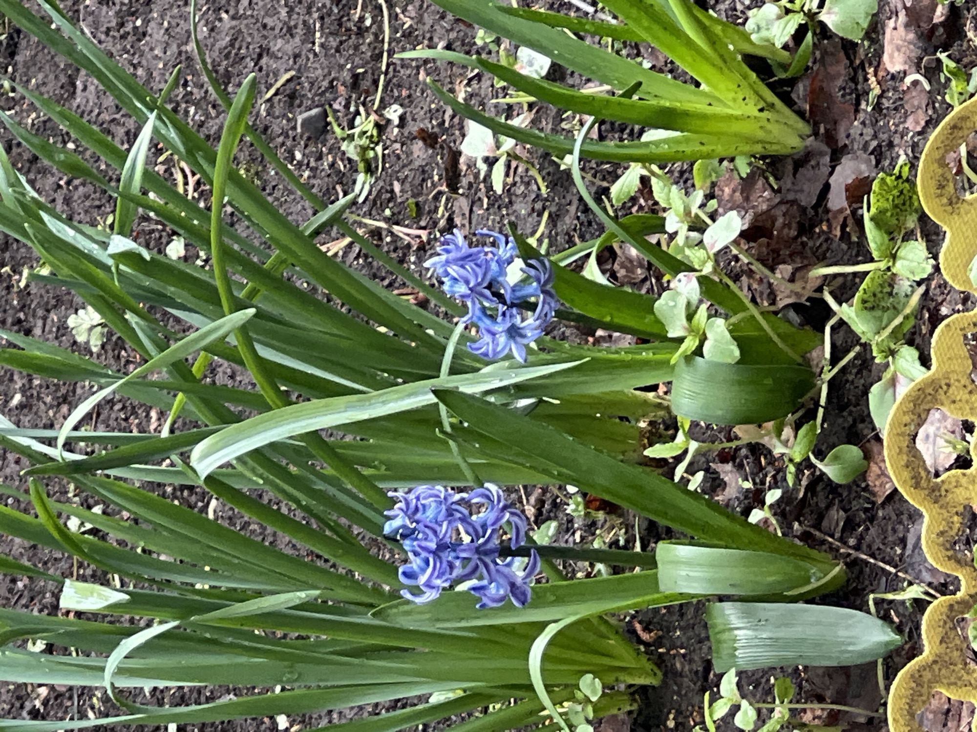 The image shows a patch of garden soil with green, linear leaves emerging from it. Two clusters of blue hyacinth flowers are visible among the leaves. Other small green plants are scattered around the base of the hyacinths. A portion of a yellow, decorative edging is visible on the right side of the frame. No people are visible. The precise location within Chaikovsky, Russia, cannot be determined from the image alone.