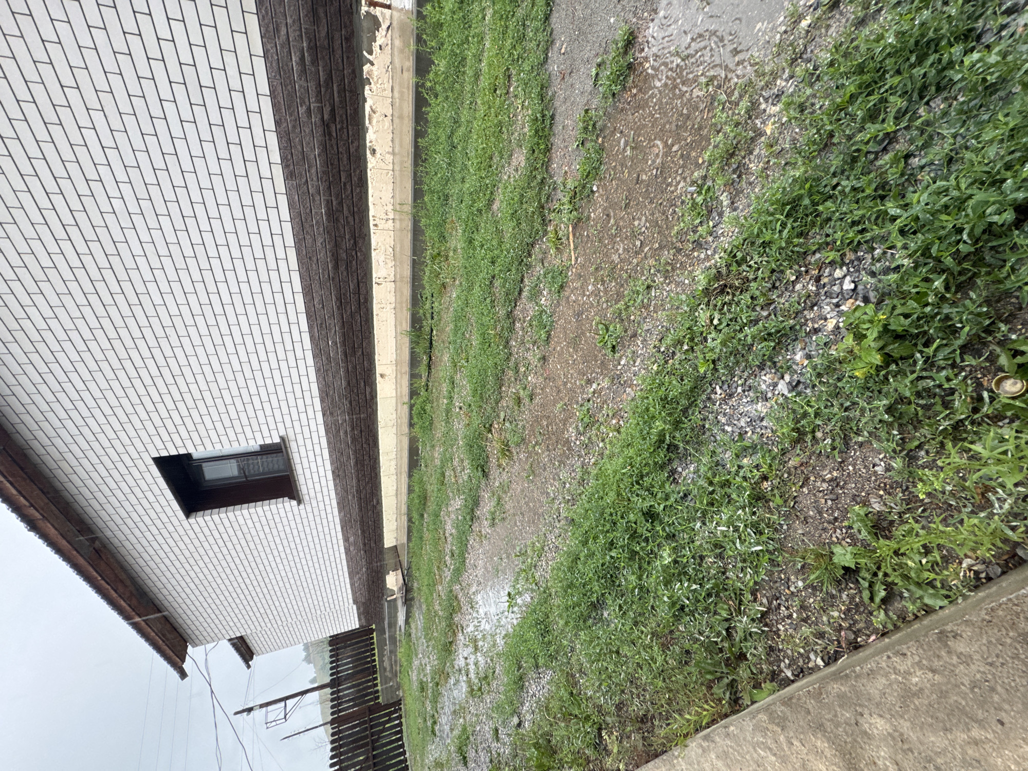 The image depicts an outdoor scene near a white brick house with a dark brown roof and trim. The house has a single dark-framed window visible. The ground in front of the house is covered in patchy green grass and gravel, with several areas showing standing water and what appears to be light rainfall. A wooden fence is visible to the left of the house, and power lines are strung overhead. The overall impression is of a somewhat unkempt yard in wet weather, likely in a rural or suburban setting within Солонешное, Russia. There are no people or animals present in the image.