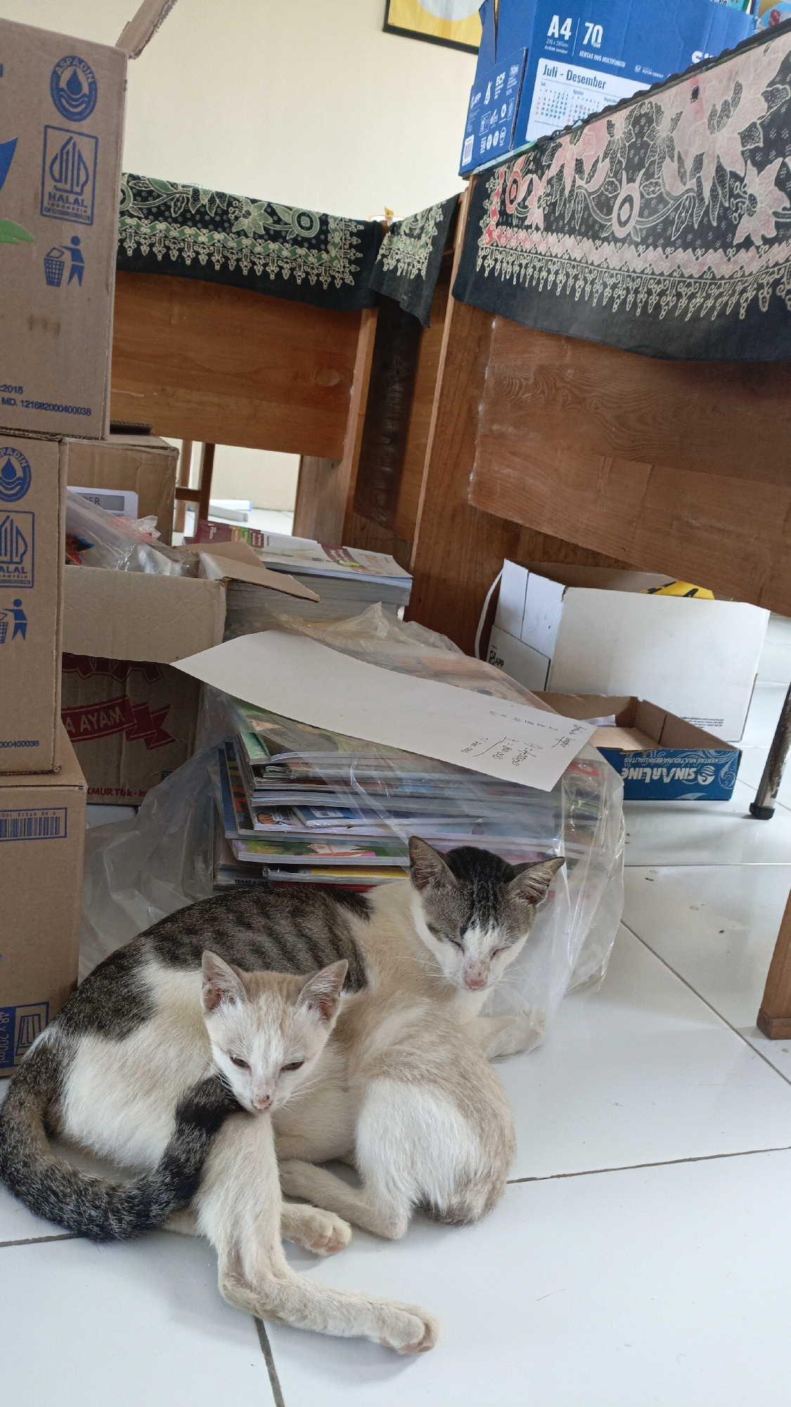 Two cats are lying on a tiled floor in what appears to be a room with wooden furniture and stacks of boxes and books. The larger cat, predominantly white with grey tabby markings, is lying down with its head resting near a pile of books. The smaller cat, a lighter cream color, is nestled against the larger cat, also lying down. The environment suggests a storage area or a less organized part of a home or office. The background shows wooden chairs or desks, cardboard boxes with labels, and stacks of books or documents. Some of the boxes are brown cardboard, and there's a blue box with "A4 70" printed on it. The scene is brightly lit by natural light.