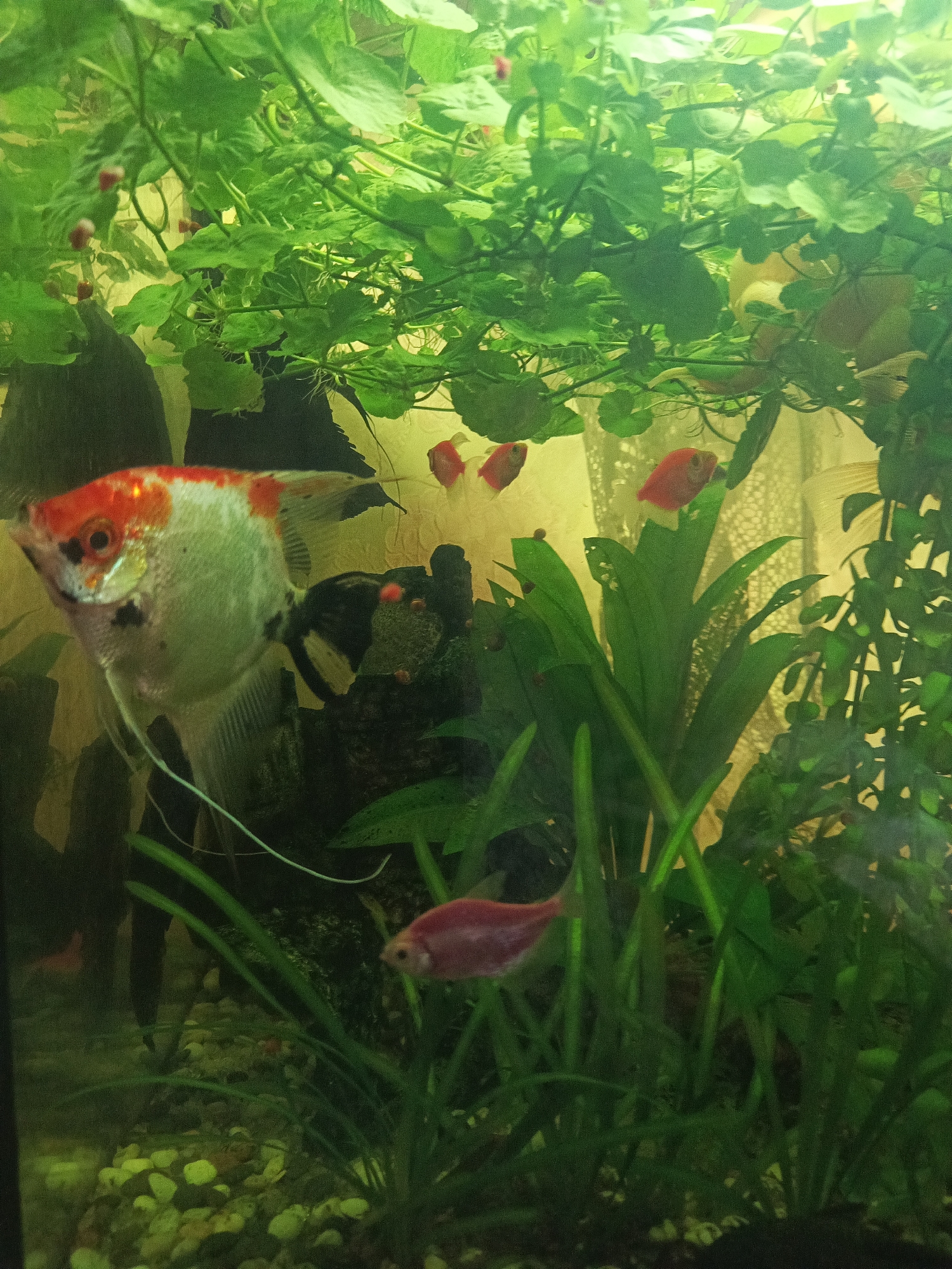 The image shows an aquarium filled with green aquatic plants and several fish. A large angelfish with white, red, and black markings is prominently displayed on the left side. Several smaller, reddish-pink fish are also visible throughout the tank, some swimming among the plants and others near the gravel substrate. The aquarium is lit from above, casting a yellowish glow on the scene. There is no information to suggest this image is located in Sredneuralsk, Russia.