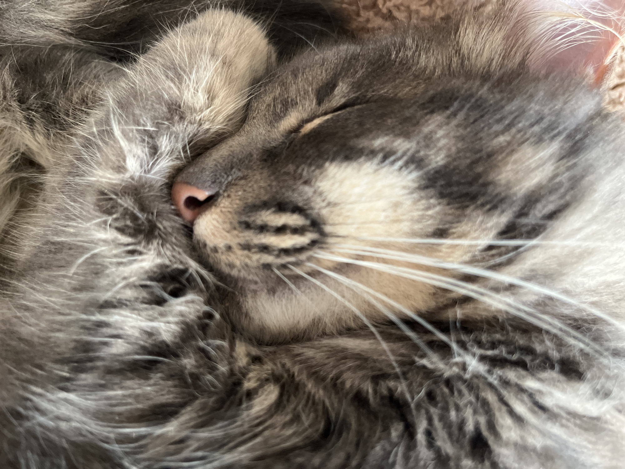 A close-up shot focuses on a gray cat sleeping, its head nestled into its body. Its eyes are closed, and its whiskers are visible. The cat's nose is pink. The fur is soft and fluffy. The environment is a light brown, possibly a blanket or cushion. There is no discernible location or reference to the city of Buenos Aires, Argentina.