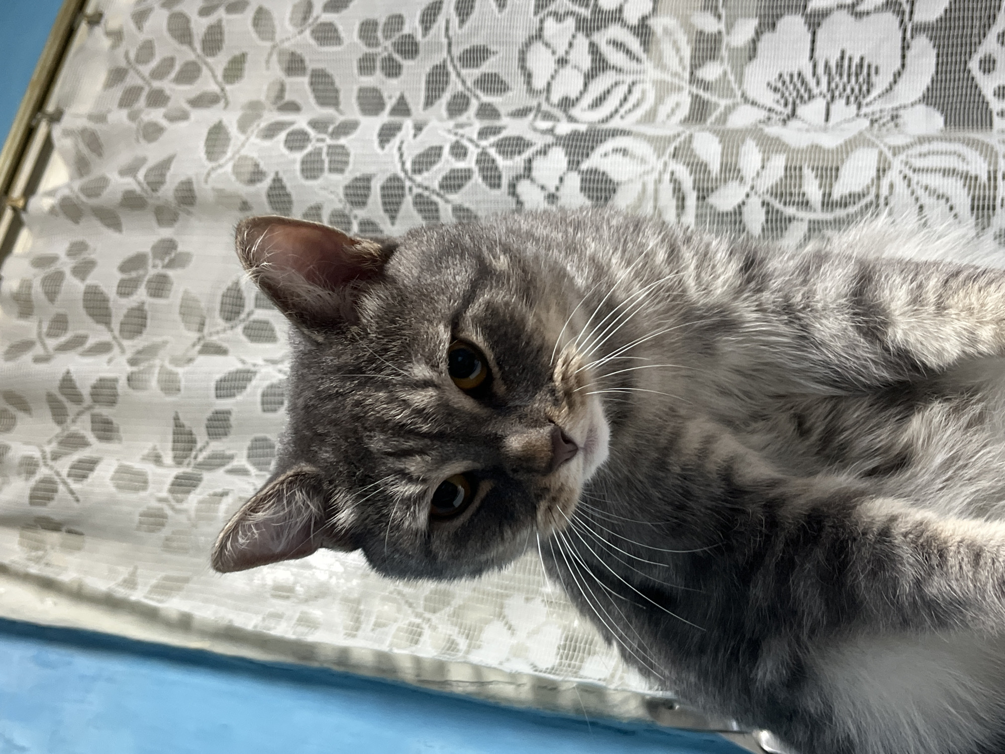 A close-up shot shows a grey tabby cat looking directly at the camera. The cat's fur is a mix of grey and black stripes, with white whiskers and lighter grey fur on its chest. Its eyes are a warm amber color, and its ears are pointed. The background consists of a white lace curtain with a floral pattern, and a bright blue wall is visible on the left side of the image. The lighting suggests it is daytime. The scene appears to be indoors, possibly in a home. The image does not contain any information regarding the city of Nizhny Tagil, Russia.