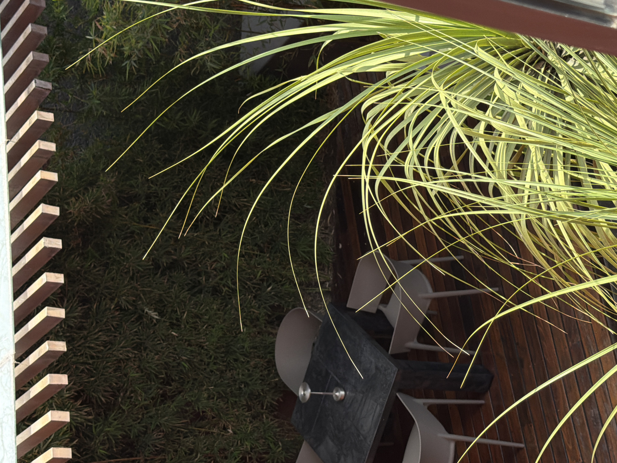 The scene is an outdoor patio setting, likely in a private garden, but there are no other details in the image that indicate it is located in Puebla, Mexico. The view is from above, partially obscured by foliage. A gray, rectangular table with two place settings (plates or placemats, and two glasses on one) sits on a wood deck. Around the table are three modern, white chairs. Adjacent to the deck is a densely planted area of greenery. A wooden slatted fence is visible on the left side of the frame. An unidentified plant with long, light-green leaves overhangs the scene, primarily on the right.