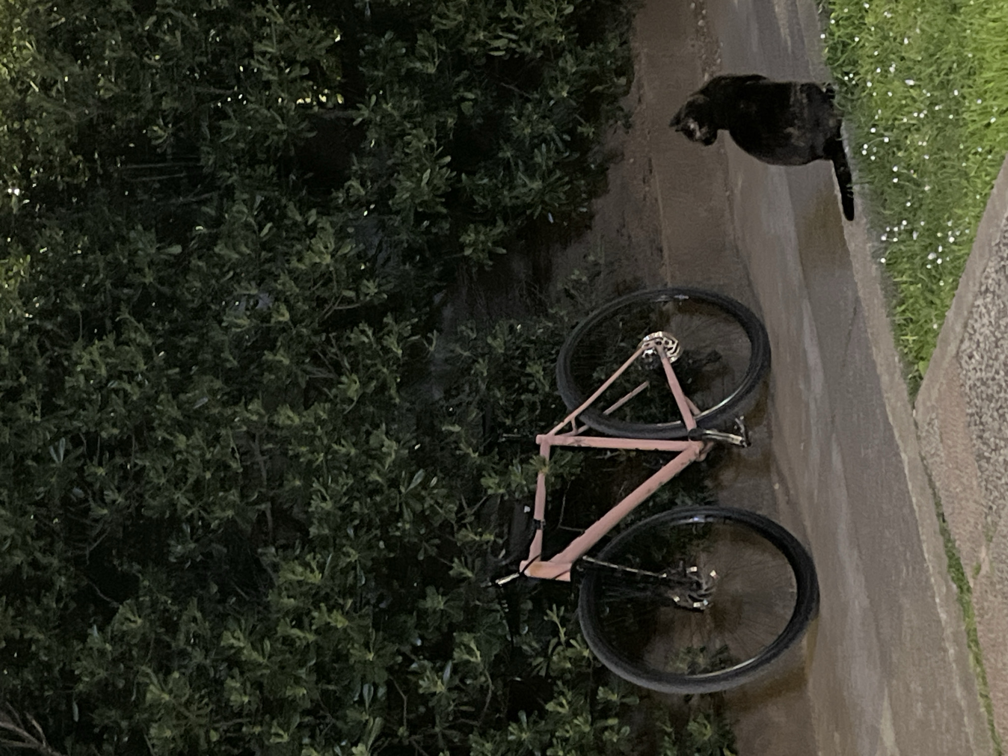 The scene depicts an outdoor environment at night in Budva, Montenegro. The primary subjects are a bicycle and a cat, illuminated by an unseen artificial light source.
In the midground, a light pink or salmon-colored fixed-gear or single-speed bicycle with black tires is parked upright against a dense, dark green hedge that spans the background. A dark, possibly fabric, item is draped over the bicycle's handlebars. The bicycle rests on a paved surface, likely concrete, which forms a horizontal band across the scene.
To the right of the bicycle, a domestic cat, predominantly dark brown or black with subtle lighter markings, is seated on a strip of green grass located in the foreground. The cat is positioned with its back to the viewer, facing towards the paved area and the bicycle. The grassy strip contains small white flowering plants and is bordered by a dark concrete curb separating it from the paved surface. No human presence is observed. The exact street or specific area within Budva is not discernible from the image.