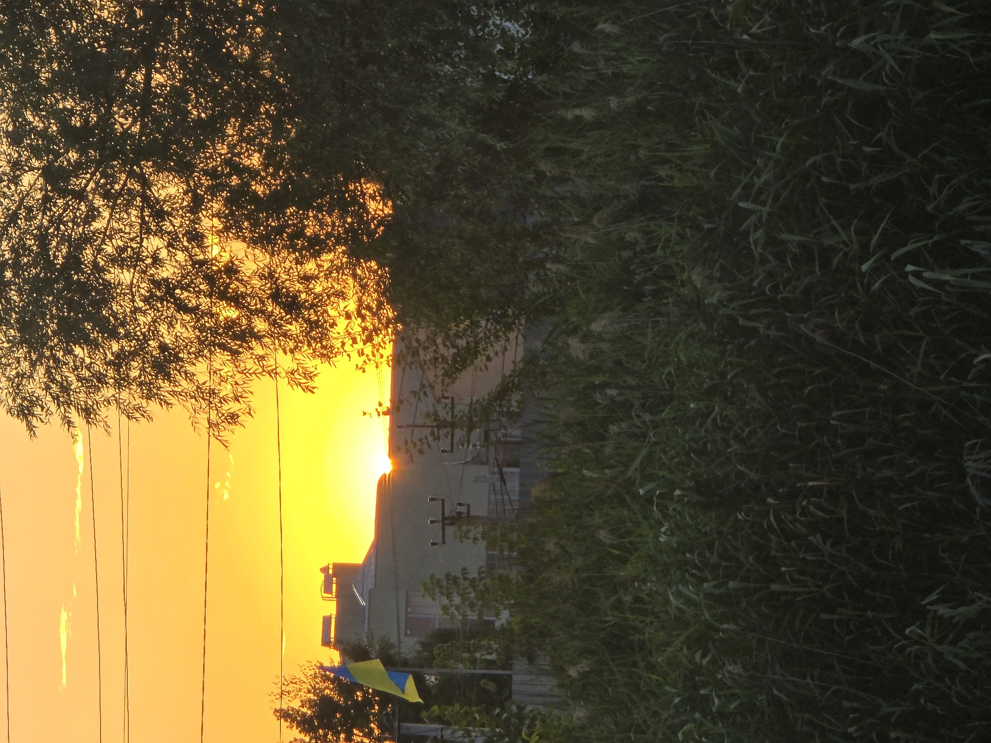 The image depicts a sunset scene in Sofiivska Borshchahivka, Ukraine, with the sun partially obscured by a building and silhouetted trees. The sky is a vibrant orange and yellow, with thin, wispy clouds. In the foreground, tall green grass and reeds are visible, creating a dense, natural barrier. Behind the foliage, a building with a light-colored facade and a darker roof is present, featuring what appear to be solar panels. A Ukrainian flag, with blue on top and yellow on the bottom, is flying from a pole to the left of the building. Electrical wires are strung across the upper portion of the image, and a utility pole with insulators stands near the building. The overall impression is one of a rural or suburban setting bathed in the warm light of dusk.