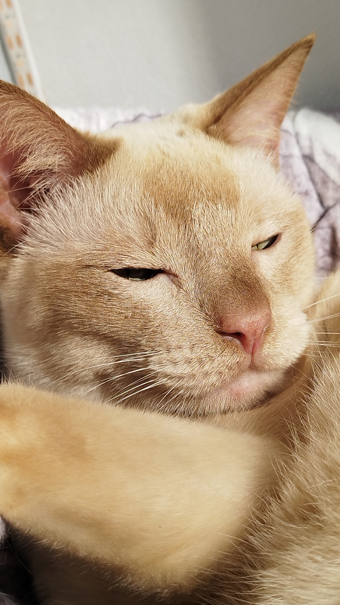 A close-up, head-and-shoulders shot shows a light-colored cat with cream and ginger fur. The cat is lying down, with its eyes partially closed, appearing to be sleepy or relaxed. Its pink nose is visible, along with white whiskers. The background is blurred, with a hint of a patterned blanket or fabric. The lighting suggests it is daytime, with sunlight illuminating the cat's fur. There is no indication of a specific location in Saint Petersburg, Russia, or any identifiable urban elements.