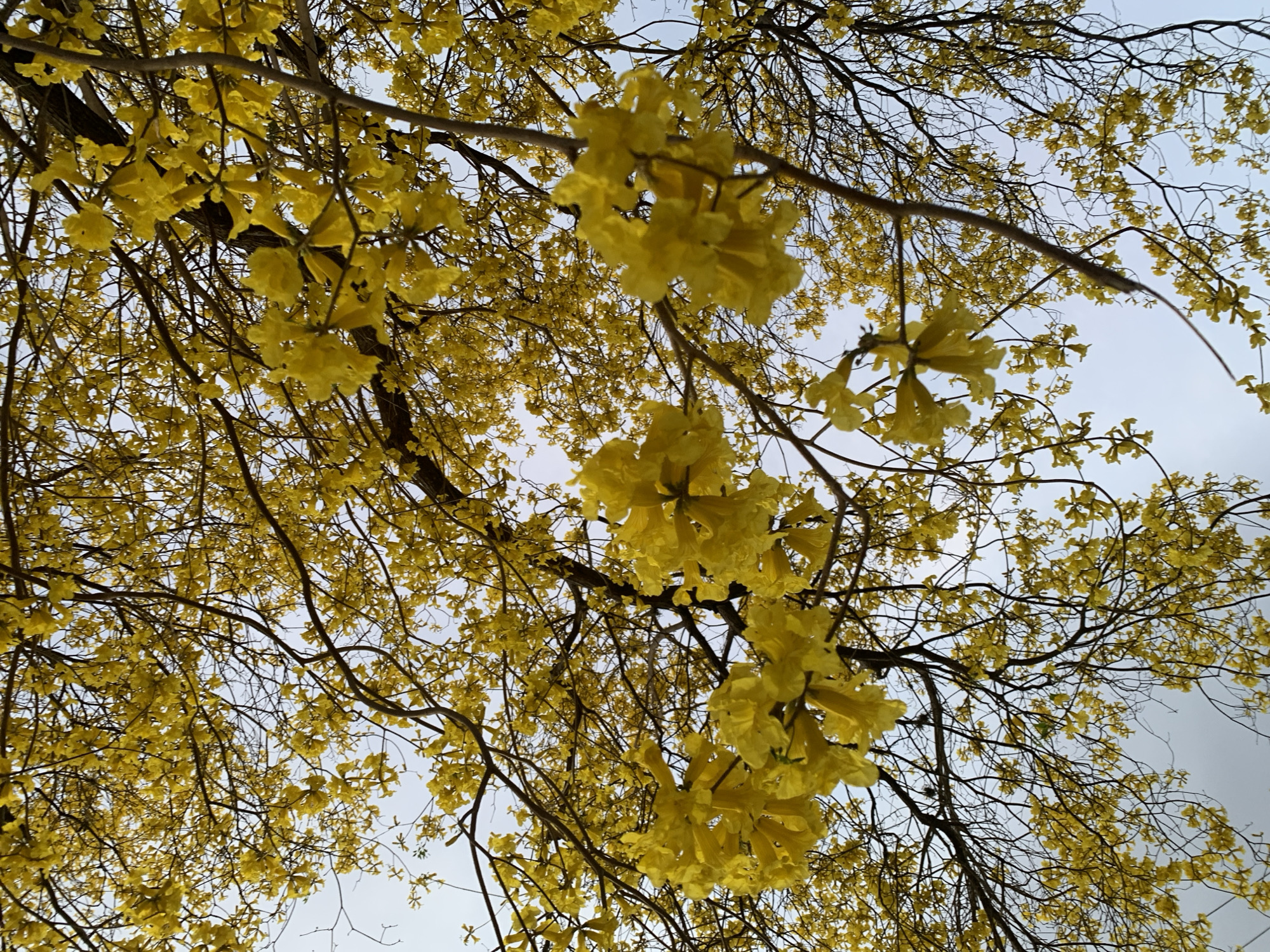 The image presents a low-angle perspective, looking upwards into the canopy of a tree adorned with abundant, vibrant yellow flowers, likely located in Santa Ana, Venezuela. The primary subjects are the numerous clusters of bright yellow blossoms and the intricate network of dark, bare tree branches. These branches crisscross the frame, with the flowers blooming directly from them, indicating a deciduous tree in its flowering phase before or during the emergence of leaves.
The backdrop is a light, overcast sky, suggesting it is daytime but without direct sunlight. Some flower clusters are closer to the viewer and in sharper focus, while others are further away and slightly blurred, creating a sense of depth and dimension within the dense floral display. The rich yellow hue of the flowers contrasts against the lighter, muted tones of the sky and the darker branches. The scene conveys the natural beauty of a tree in full bloom, possibly a Golden Trumpet Tree (Handroanthus chrysanthus), known for its spectacular yellow flowers. No text is visible in the media file.