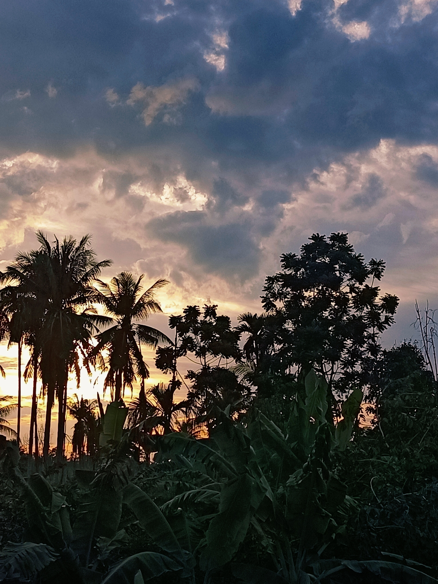 A vertical, low-angle shot captures a dusky sky over a lush tropical landscape in Blang Cut, Indonesia. Dark clouds streak across a twilight sky painted with hues of orange and purple, as the last rays of sunlight filter through. Silhouetted against the dramatic sky are tall coconut palms and dense foliage, including large banana leaves in the foreground. The scene is devoid of people and activity, presenting a tranquil, natural environment. The overall impression is one of a serene tropical evening.