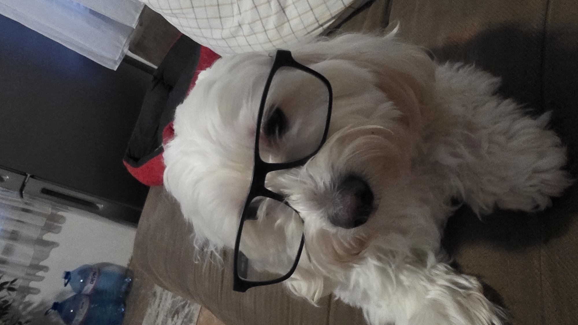 A white dog with black glasses is lying on a cushion next to a pillow indoors. There are two bottles of water on the floor nearby. The location is indiscernible and cannot be determined as Blagoevgrad, Bulgaria.