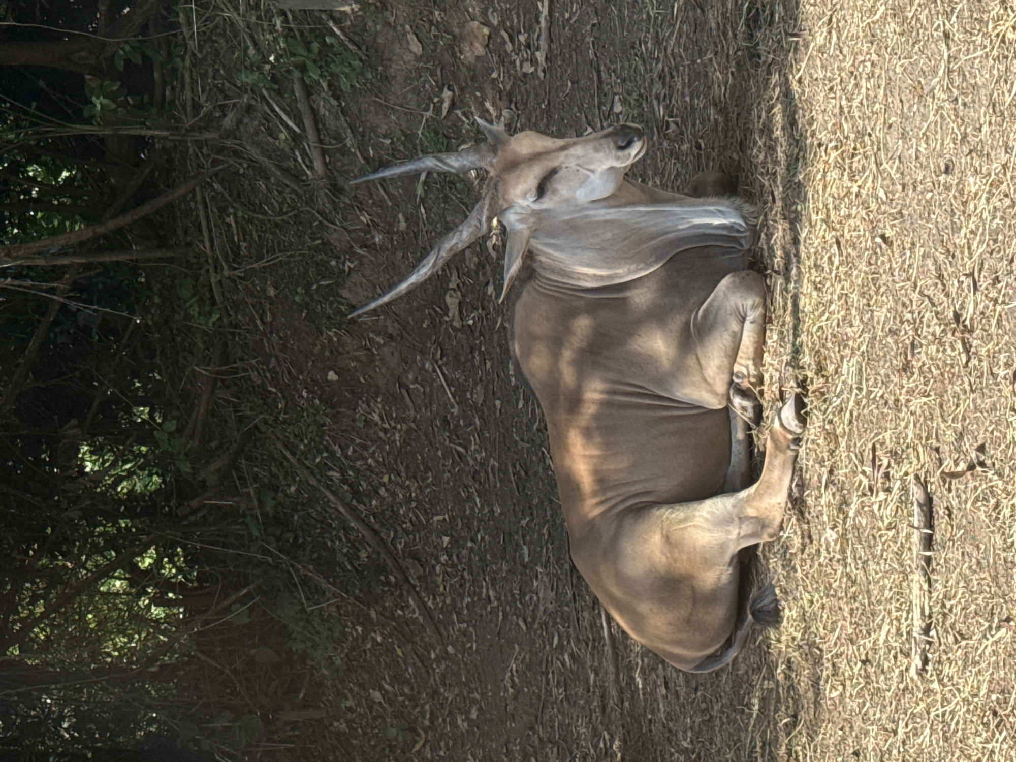 A large, light brown antelope with long, spiraling horns rests on dry grass under the shade of trees. The antelope is lying down, with its front legs tucked beneath its body and its hind legs extended. Its head is turned to the right, and its eyes are partially closed. The background consists of a slope covered in dry leaves and branches, with dense foliage forming a dark canopy overhead. The scene is set in a natural environment, likely a wildlife enclosure or park.