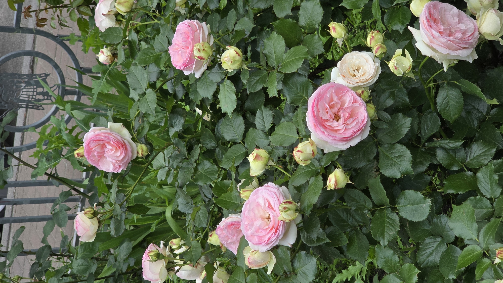 This image shows a close-up view of a rose bush with numerous pink and cream-colored roses and buds. The roses are in various stages of bloom, with some fully open and others tightly closed. The foliage is lush and green, forming a dense backdrop for the flowers. In the upper background, a wrought-iron fence and a paved surface are partially visible, suggesting an urban or garden setting. The overall impression is one of a vibrant and well-maintained garden.